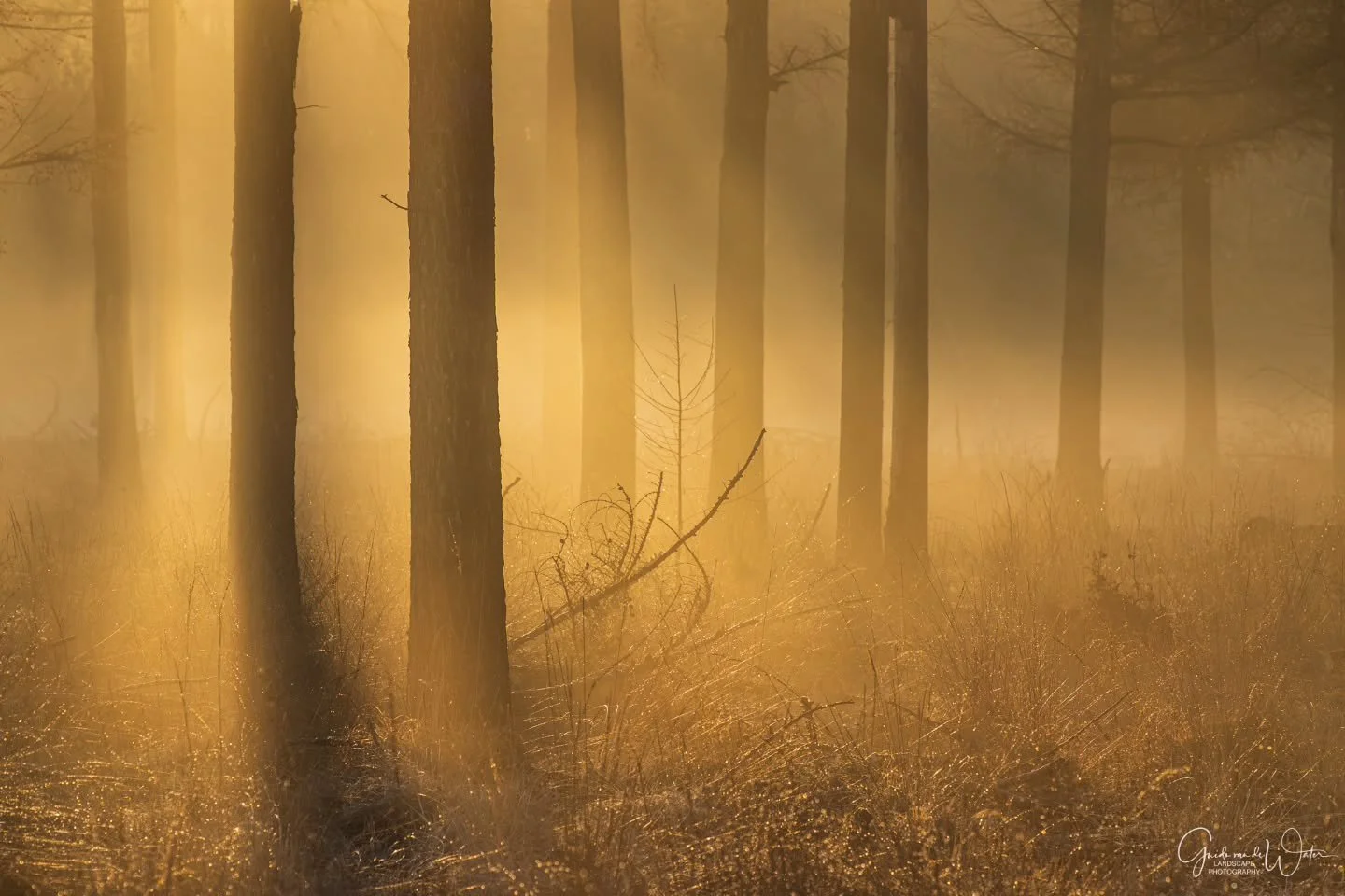 The mystery. Watch how I catured this and all other images from this trip in my latest YouTube video on my landscape - nature photography channel. Link in my bio. OM system OM-1 MKII, 50-200 F2.8 PRO, 200MM, F4.5, ISO200, 1/1000S
#omsystem 
#cameranu