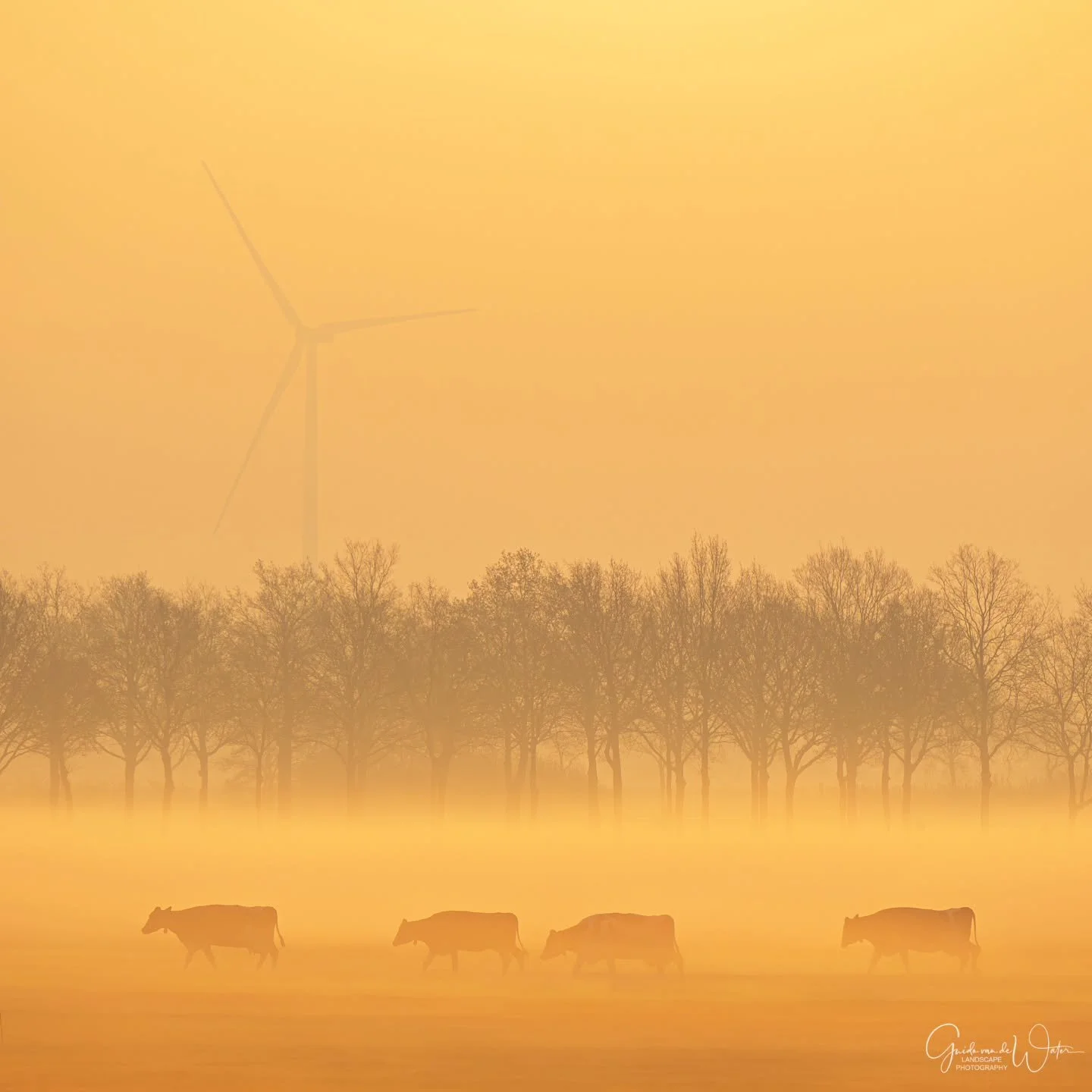 Leaving the stables. Watch how I catured this and all my other images on my landscape - nature photography YouTube channel. Link in my bio. OM system OM-1 MKII, 150-400 F4.5 PRO, 391MM, F5.6, ISO200, 1/1250S
#omsystem 
#cameranu_nl 
#hollandgram 
#na