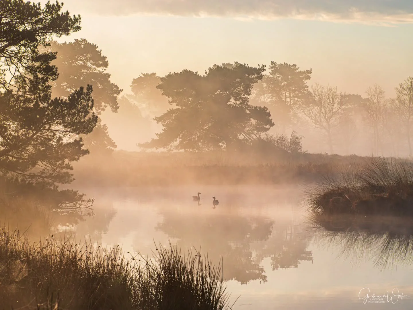Geese in foggy pond. Watch my latest YouTube video to see how I captured this image on location. Link to my YouTube channel in the bio. OM system OM-1 MKII, 50-200 F2.8 PRO, 128MM, F5.6, ISO200, 1/800S
#omsystem 
#cameranu_nl 
#hollandgram 
#natuurfo
