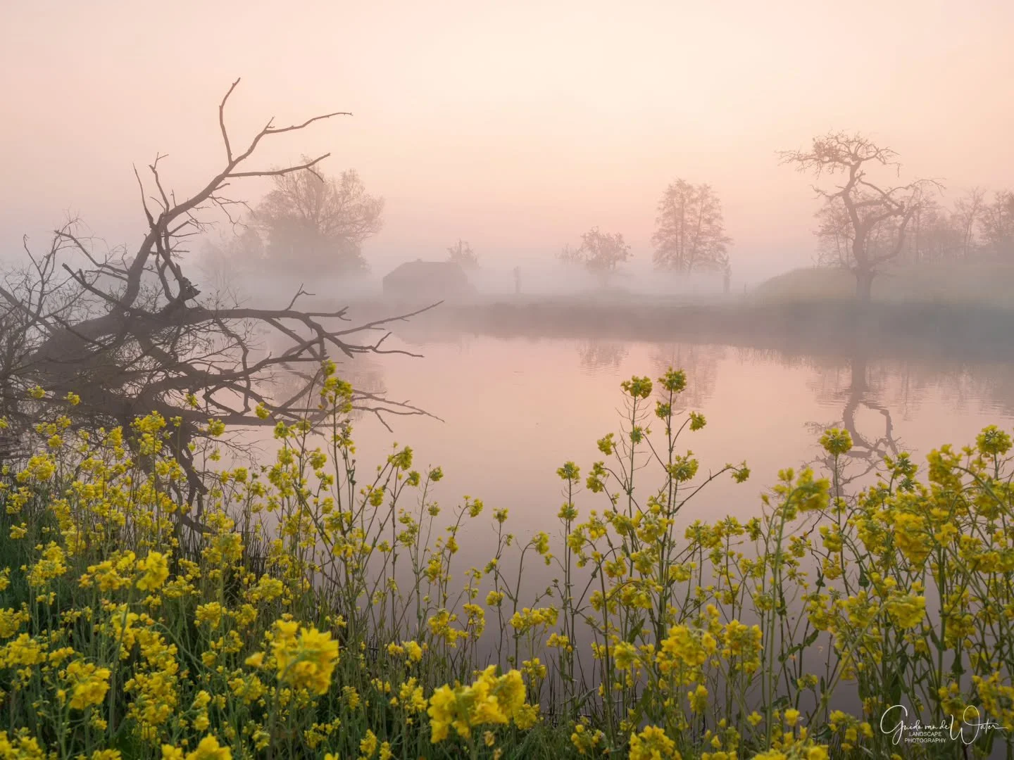 Yellow and pink. Watch how I catured this and all my other images on my landscape - nature photography YouTube channel. Link in my bio. OM system OM-1 MKII, 8-25 f4 PRO, 24MM, F6.3, ISO200, 1/50S
#omsystem 
#cameranu_nl 
#hollandgram 
#natuurfotograf