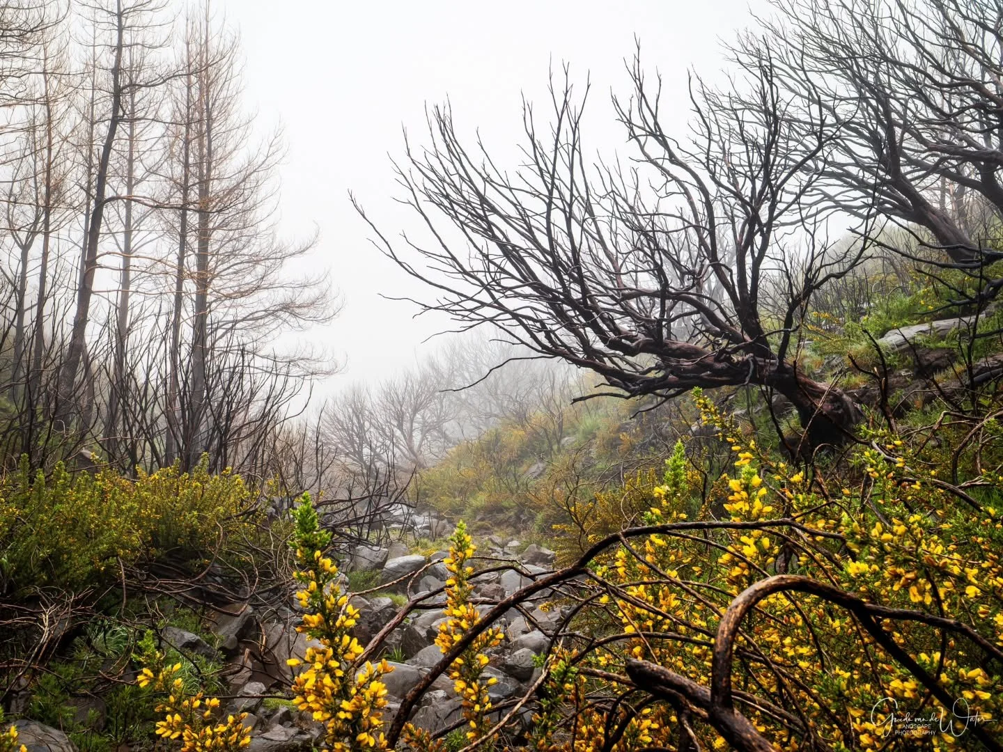Finding something unique on madeira felt like a challenge but this burned forest deffinitly was something different. Watch my Madeira YouTube video to see how I captured this image on location. Link to my YouTube channel in the bio. OM system OM-1 MK