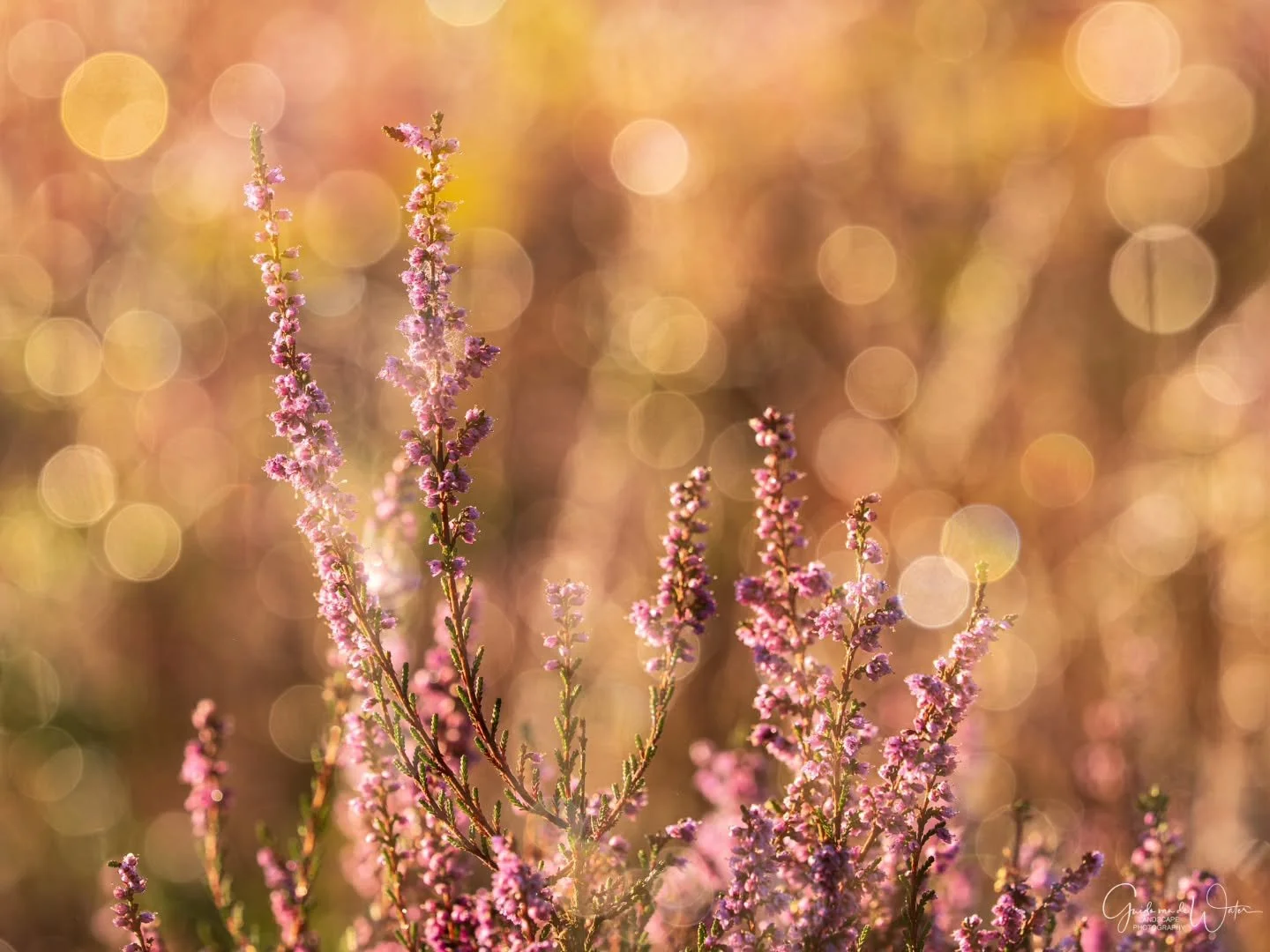 The last heather,  Watch my YouTube channel to see how I capture this image and all my other images on location. Link to my YouTube channel in the bio. OM system OM-1 MKII, 50-200 f2.8PRO, 200MM, F4, ISO200, 1/800s
#omsystem 
#cameranu_nl 
#hollandgr