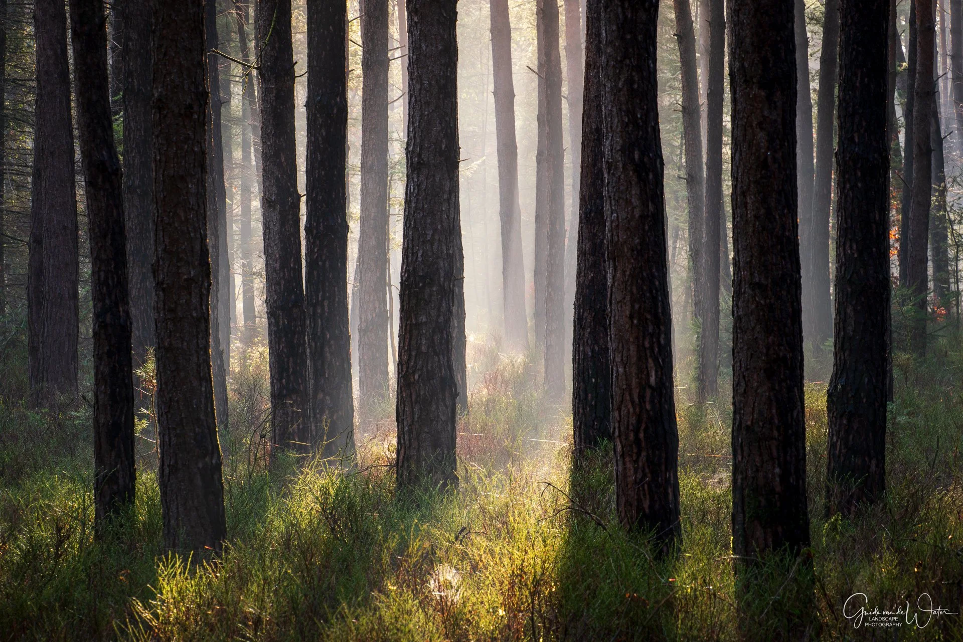 Sunlight filters through a dense forest of tall pine trees, illuminating the forest floor with patches of light.