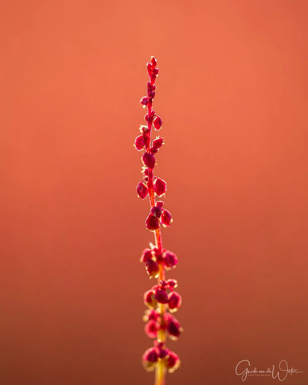 _GGW3485-bewerkt-KL.jpg