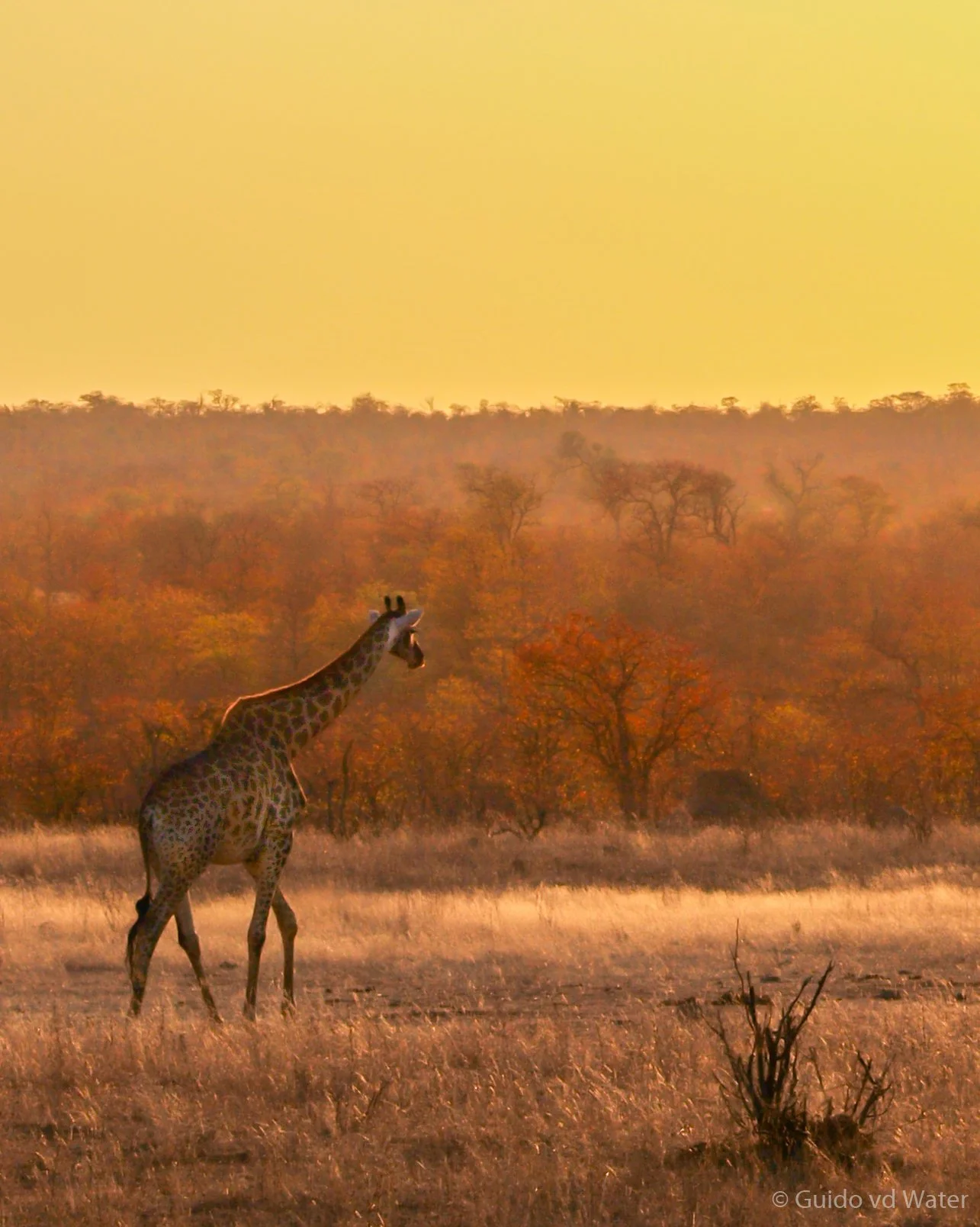 018 - Giraffe tijdens zonsopkomst.jpg
