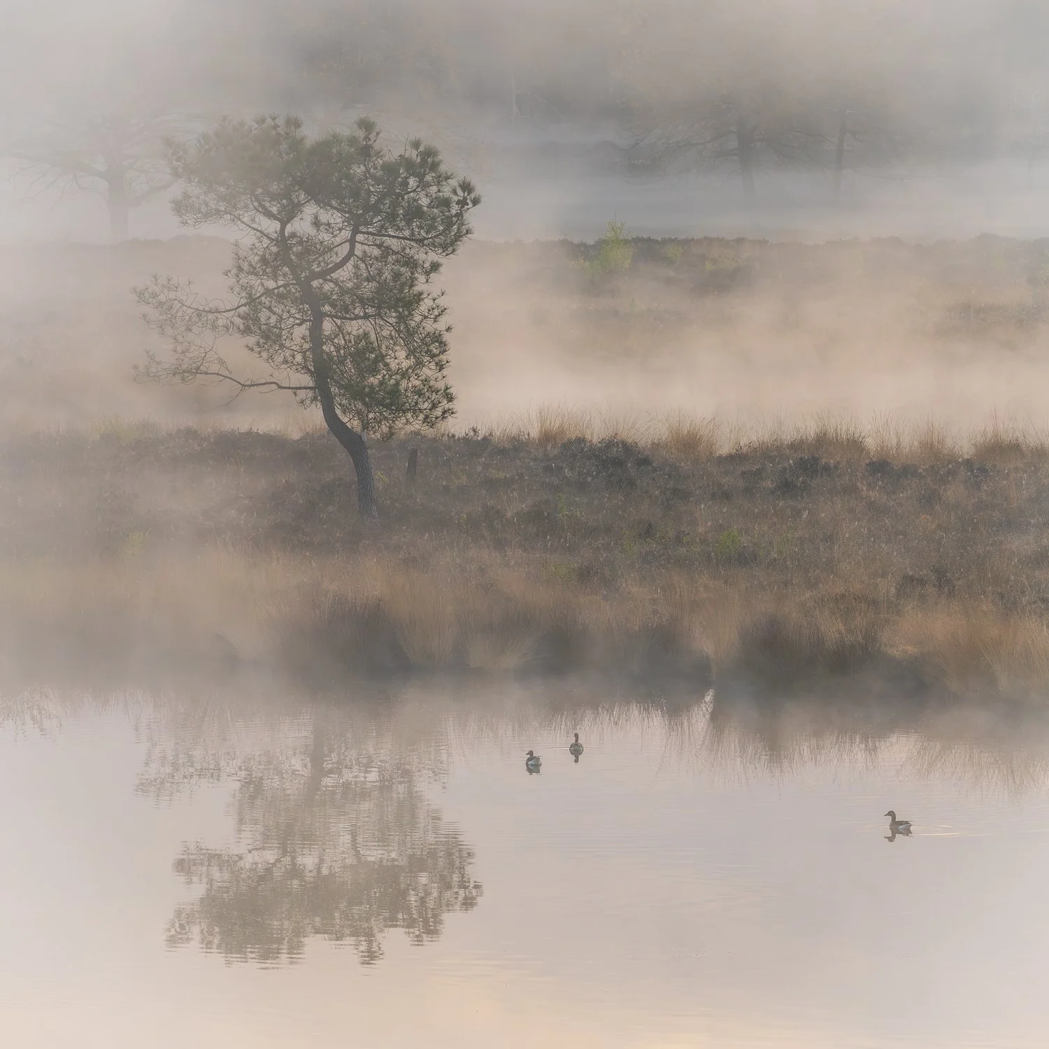 3rd place by Guido van de Water
