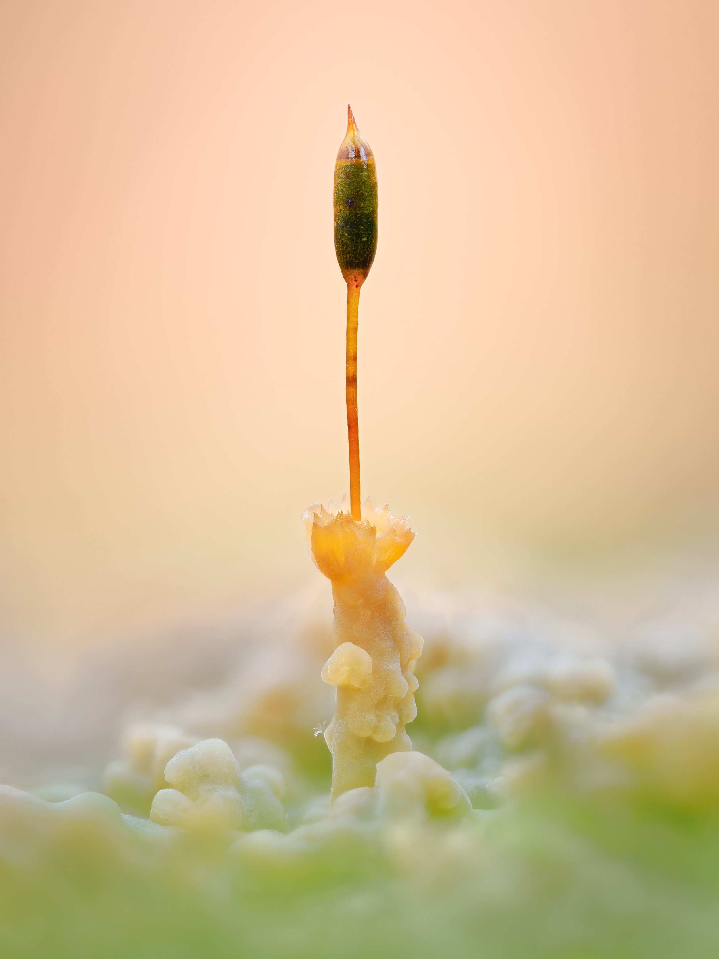 Markus Monreal MarkusMonrealMacro.jpg