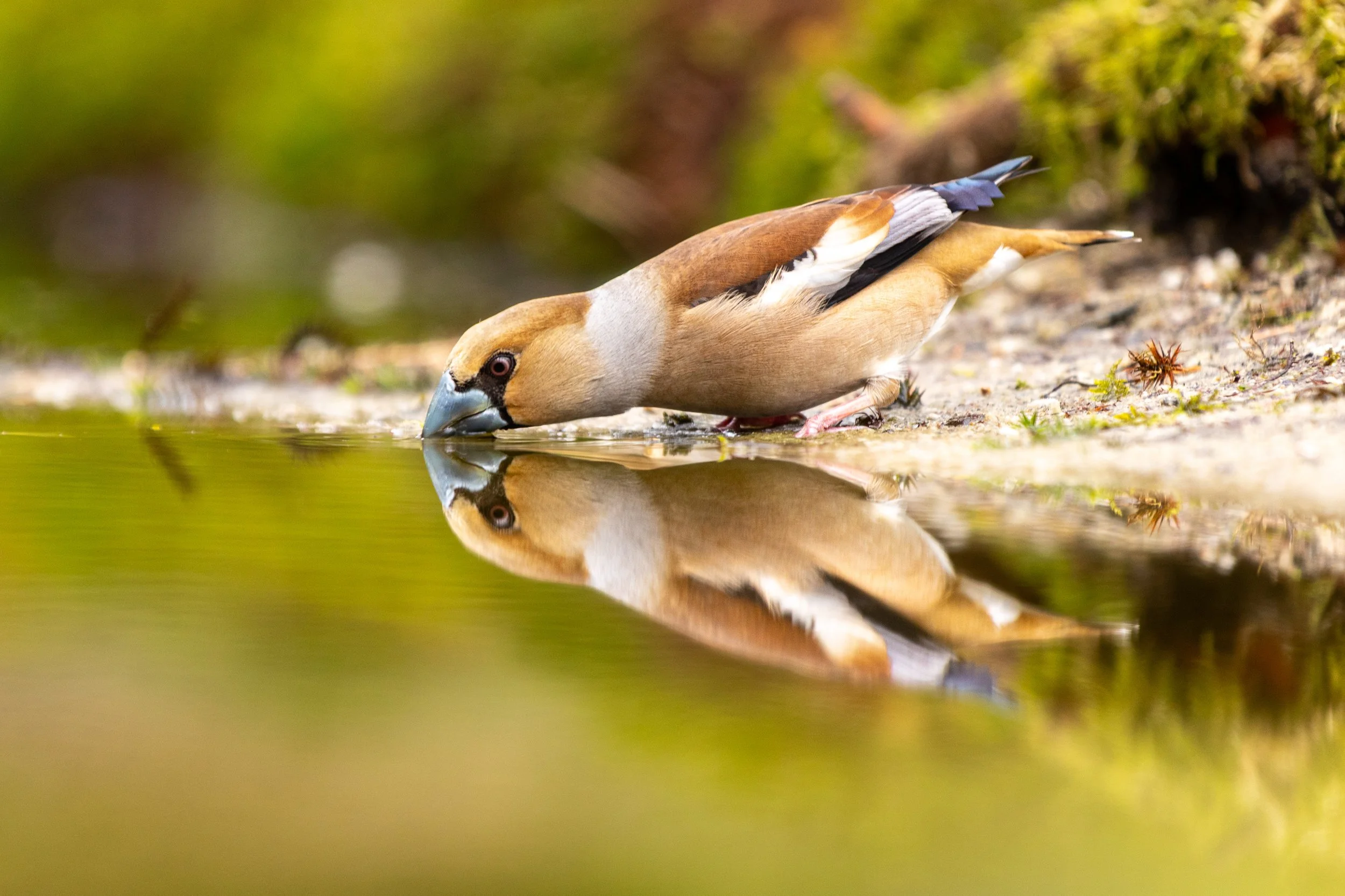3rd place by Bert Molenaar