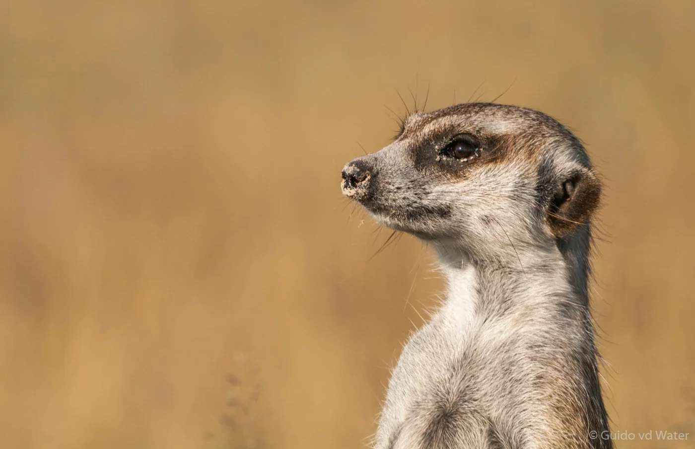 040 - stokstaartje in Botswana.jpg