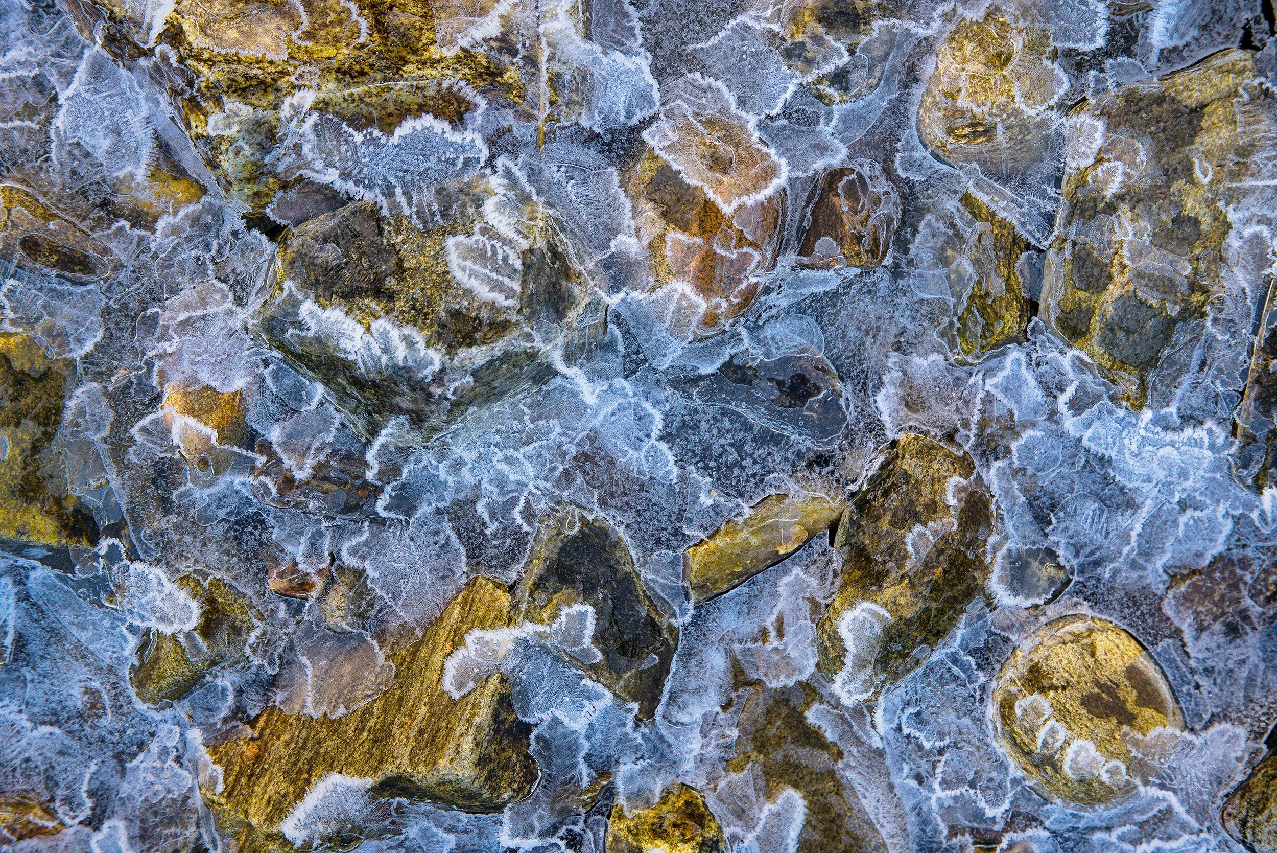 David Hickey Ice+Seaweed+and+Pebbles.jpg