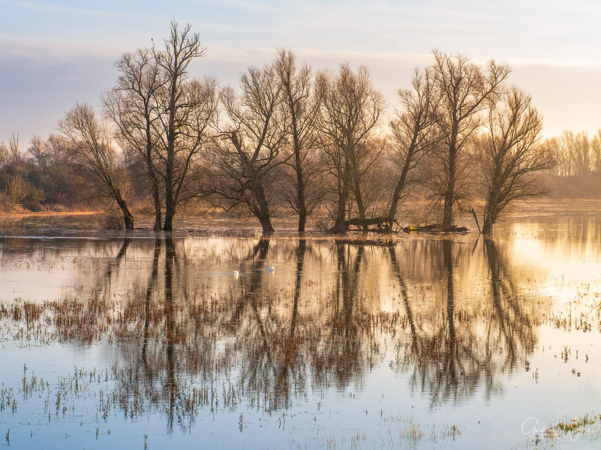 A serene lakeside scene at sunset with bare trees reflected in calm water, and two ducks swimming near the shore.