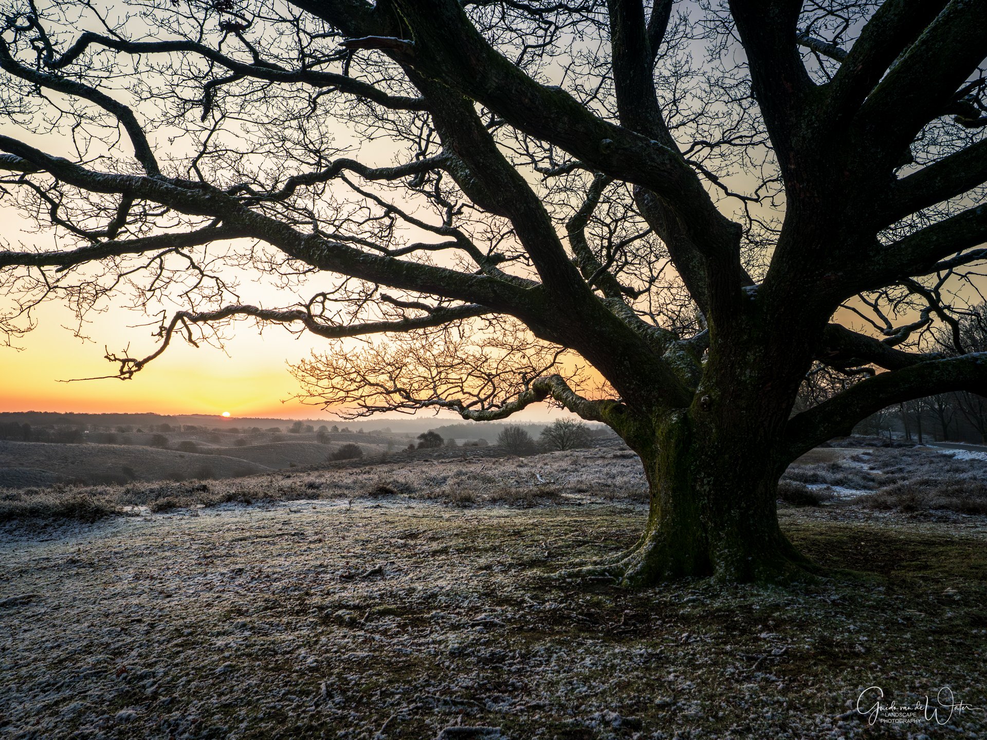 A large, leafless tree with wide branches in a frosty field during sunrise.