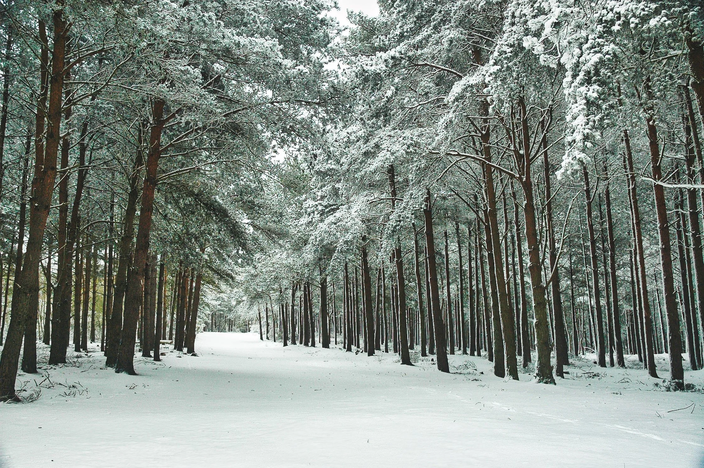 Brian Ross Woods+in+the+Snow.jpeg