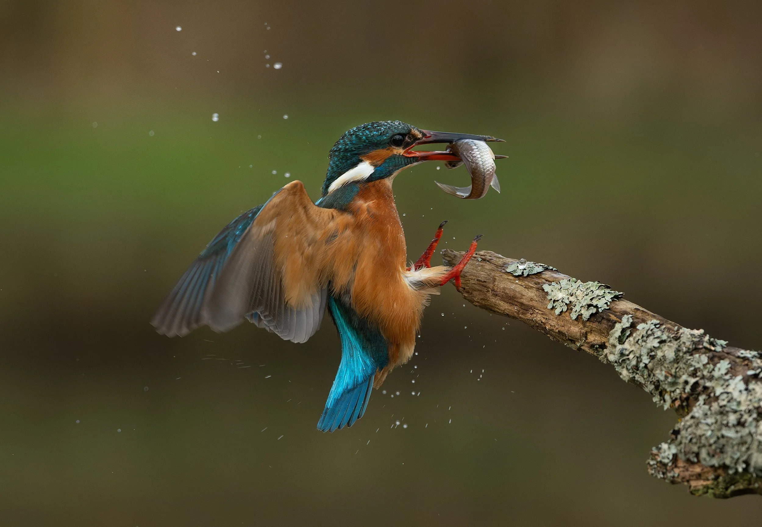 Walther Wintermans DSC_9792+IJsvogel.jpg
