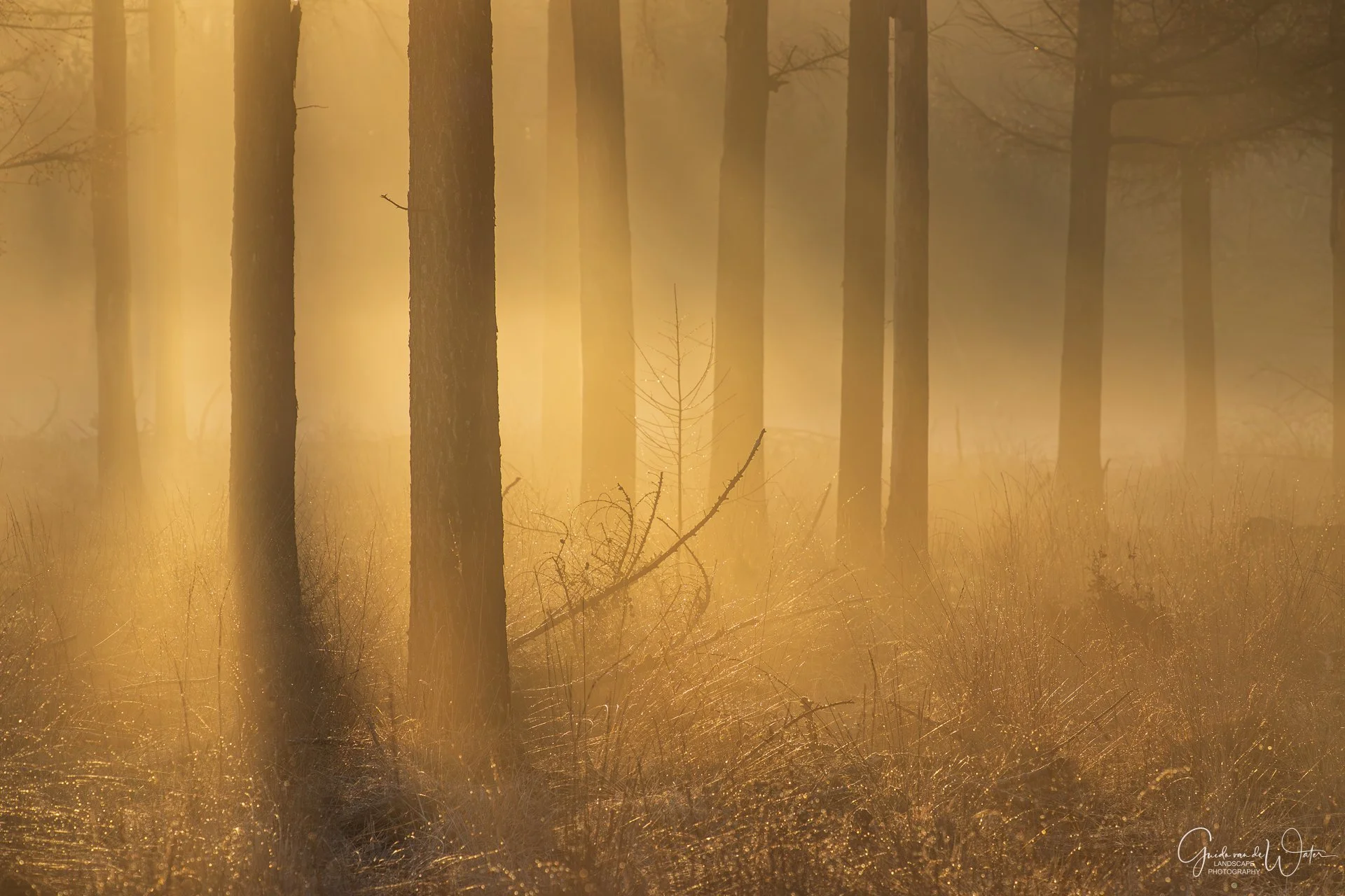 Sunlight shines through a misty forest with tall, thin trees and dry grass on the ground.
