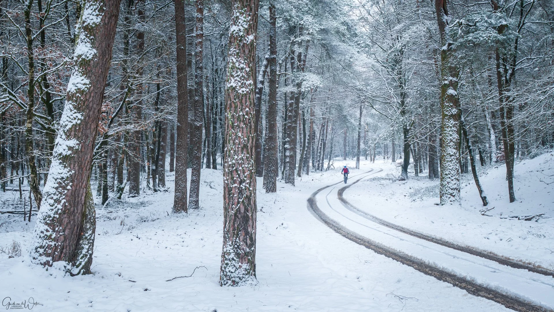 A snow-covered forest with tall trees and a person riding a bicycle along a winding trail.
