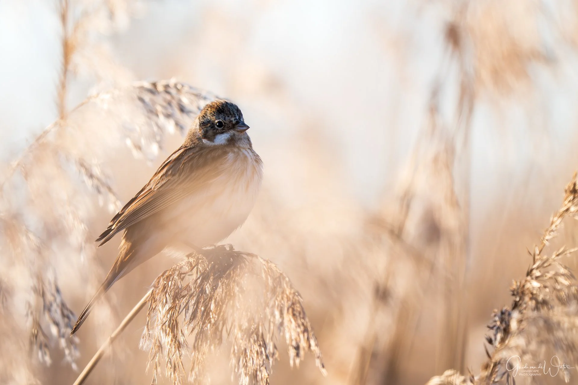 A small brown bird perched on a dry grass stem in a field with beige and light brown tones.