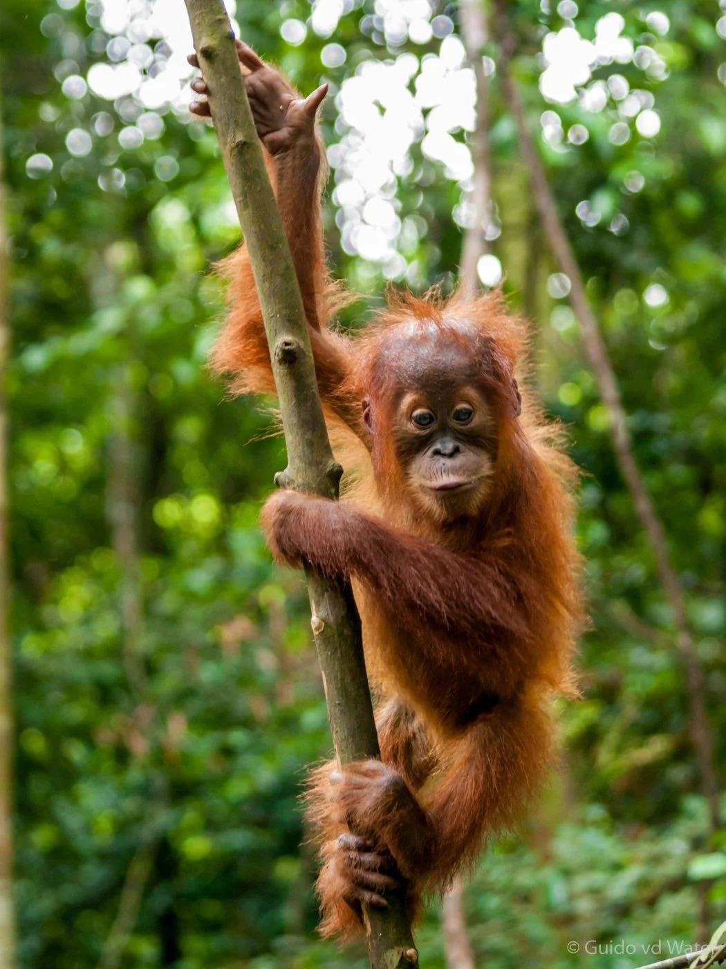 009 - Jonge Orang oetan in Sumatra.jpg