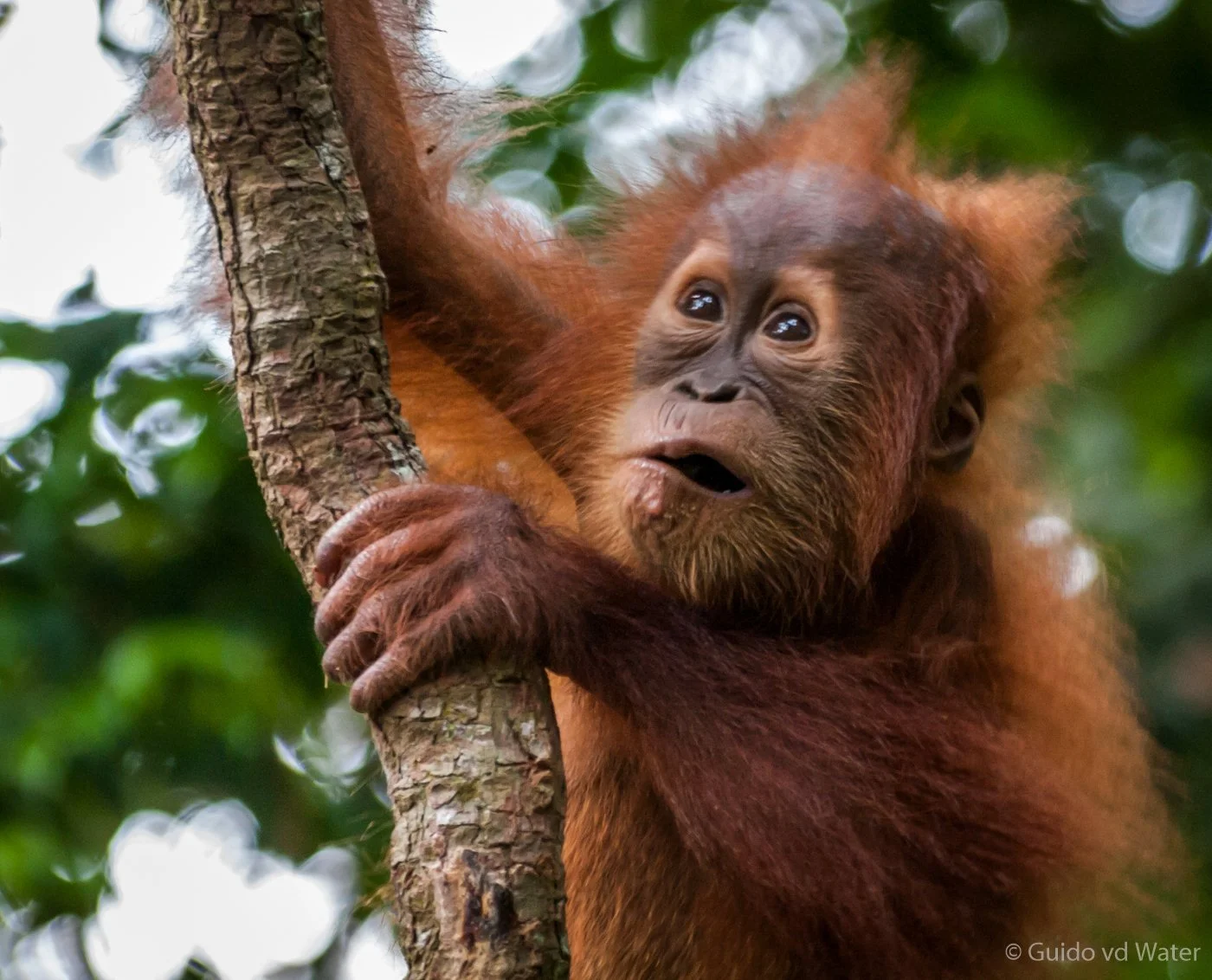 036 - Orang oetan jong close up.jpg