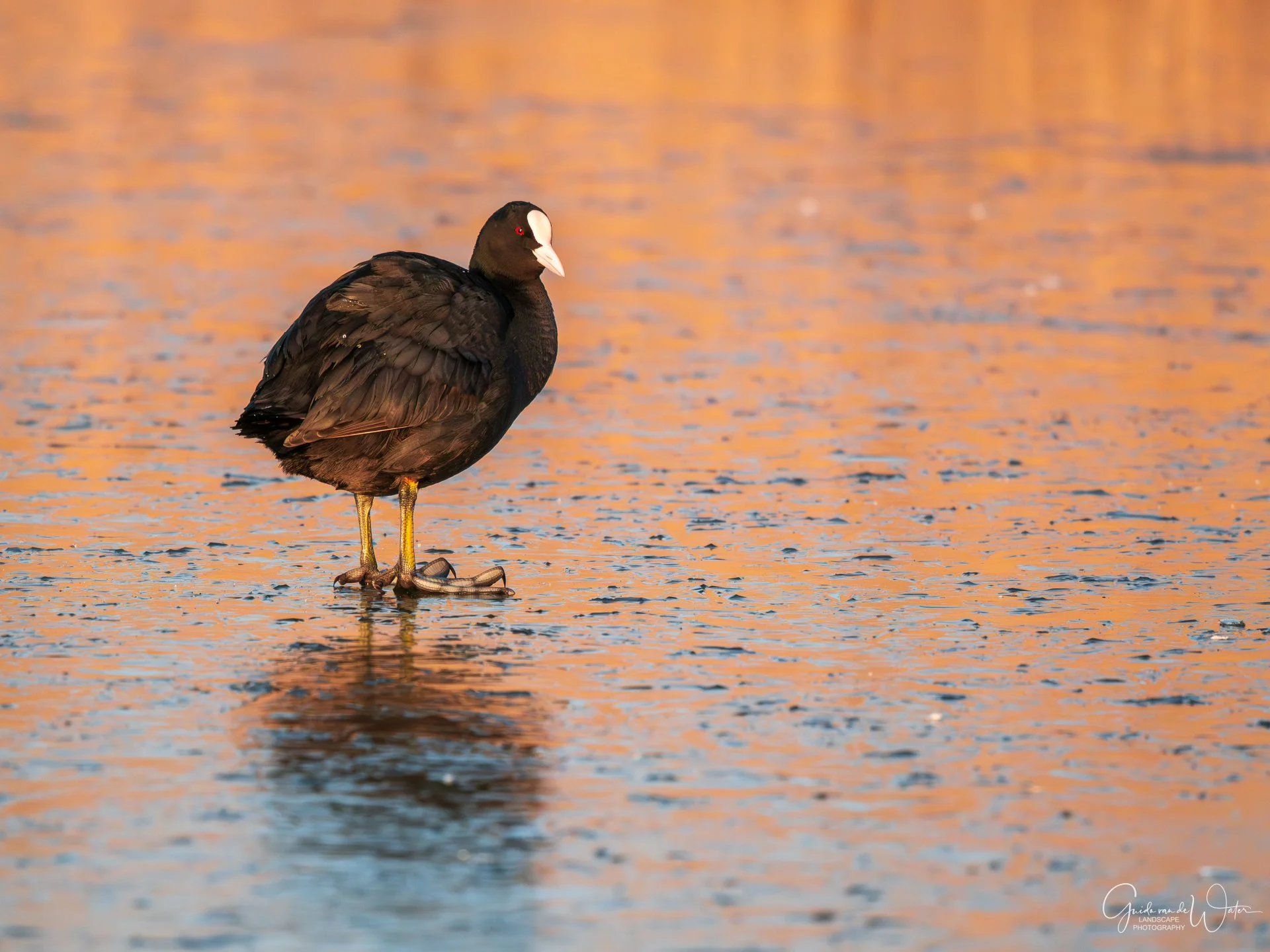 A black bird, possibly a coot, standing on ice or shallow water with a reflection, during sunset or sunrise with orange and pink hues in the background.