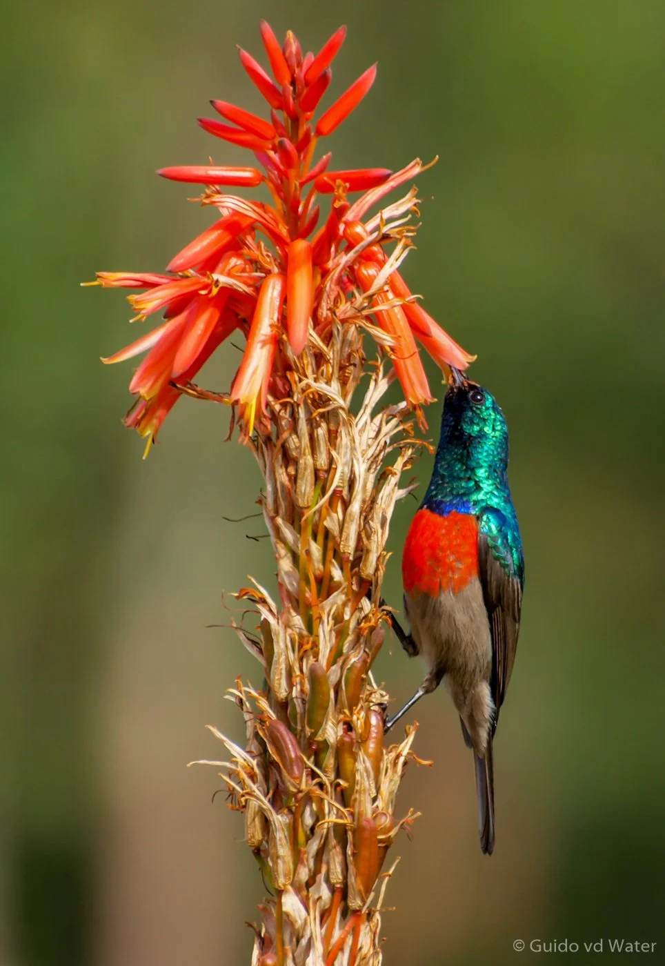 004 - Sunbird.jpg