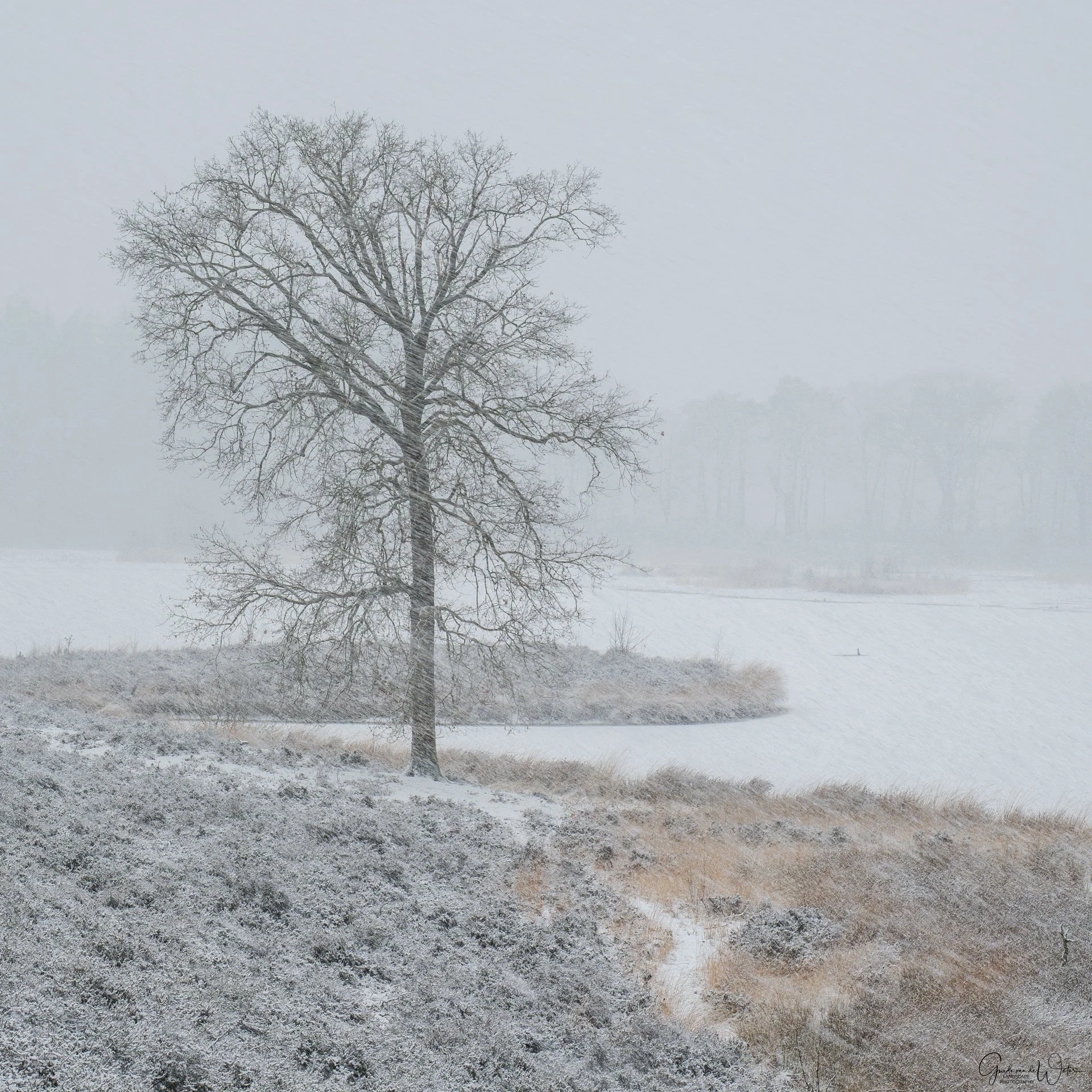A solitary bare tree standing on a snow-covered landscape with a foggy, wintery background.