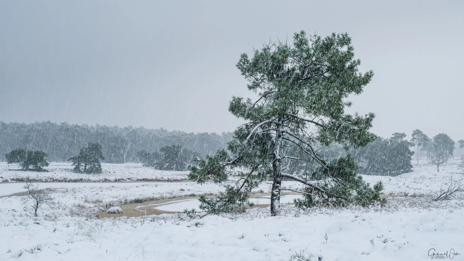 Snow-covered landscape with a large leaning pine tree in the foreground.