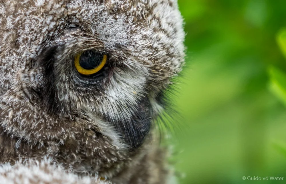 001 - Uil close up in Zuid-Afrika.jpg