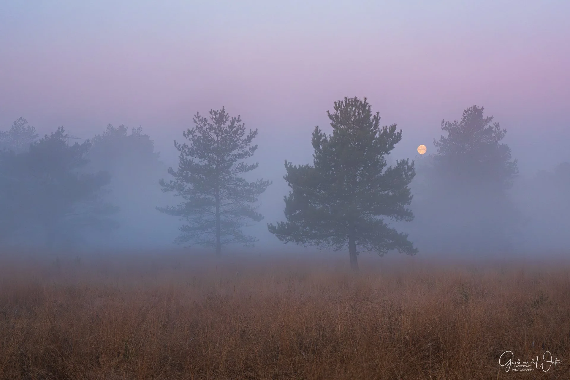 A foggy landscape with tall pine trees and dry grass in the foreground, with the moon visible in a purple-tinged sky.
