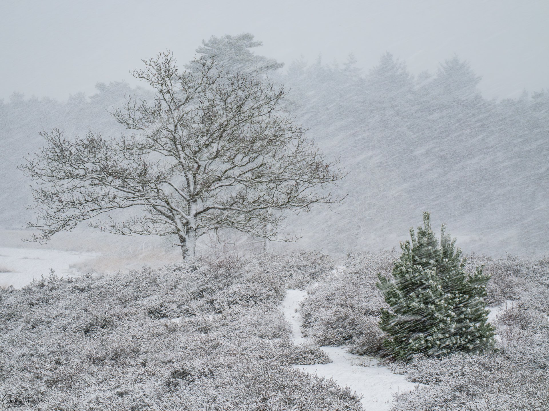 Snow-covered landscape with a large leafless tree and a small evergreen tree, snow falling heavily.