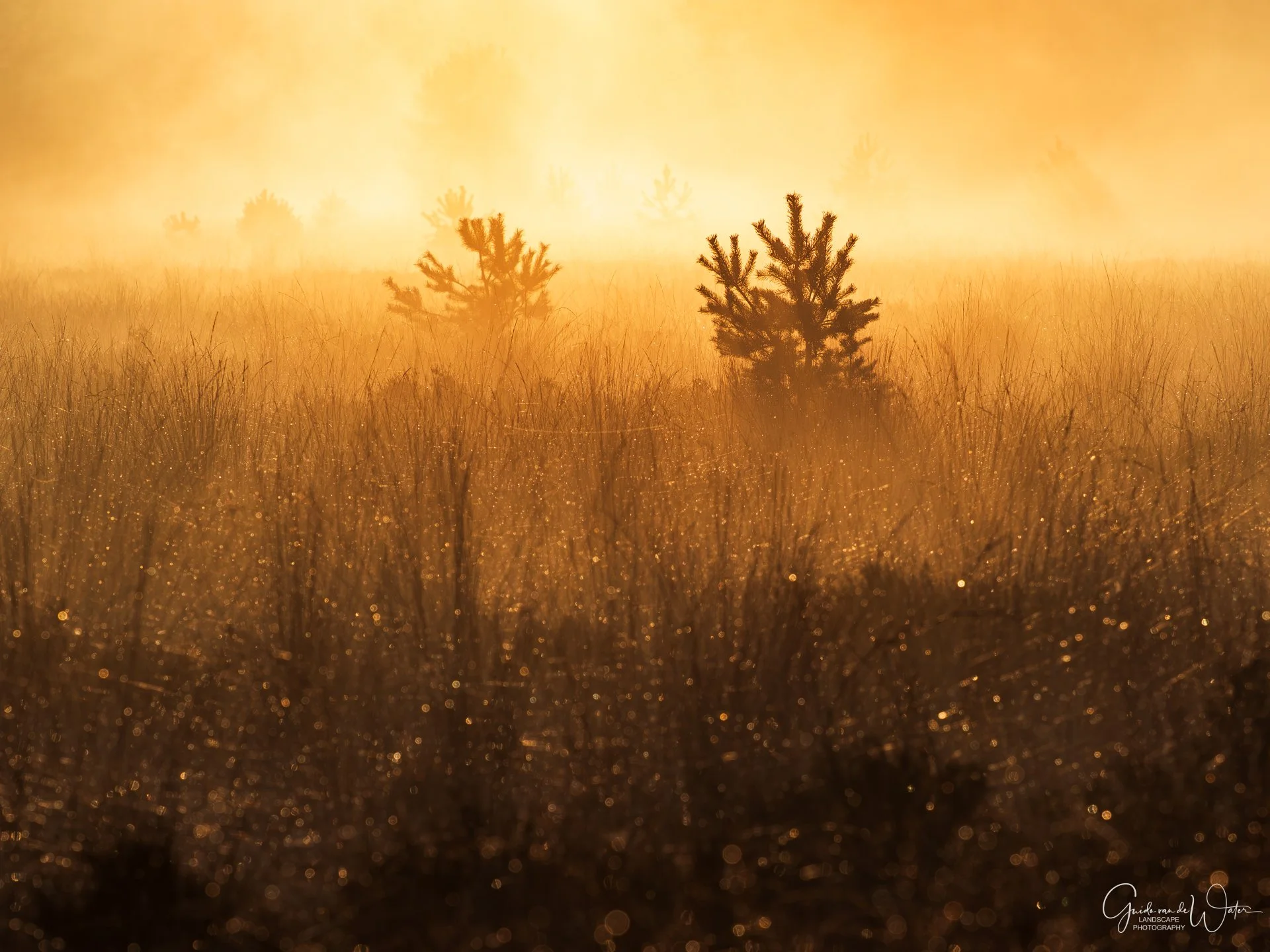 Young pine trees in a wet grassy field during sunrise, with glistening dew or rain droplets.