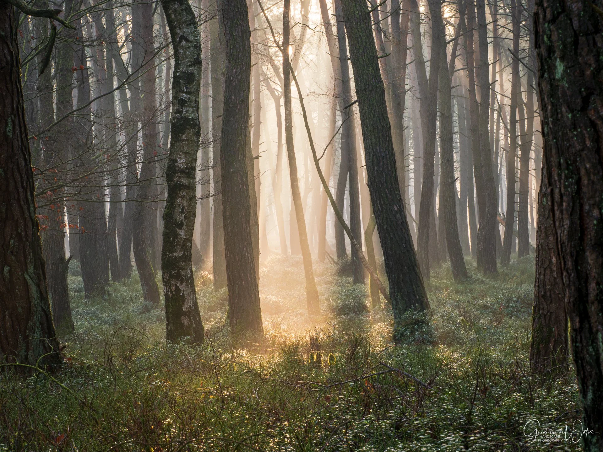 Sunlight shining through a misty forest with tall, slender trees and green undergrowth.