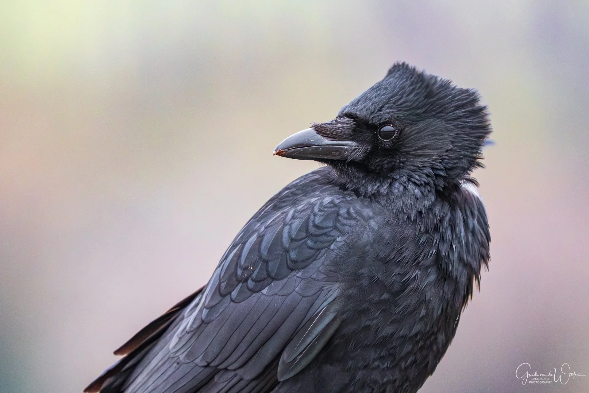 Close-up image of a black raven with wet feathers, looking to the right with a blurred background.