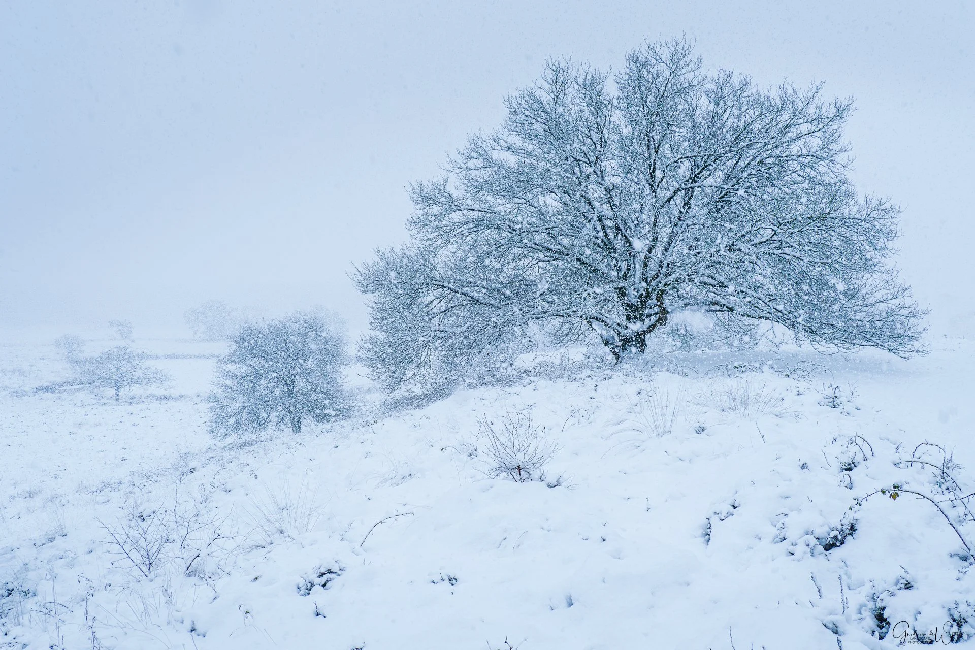 Snow-covered landscape with leafless trees and bushes in a foggy winter scene.