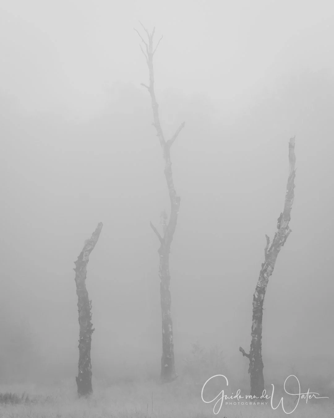 _GGW3636-KL.jpg