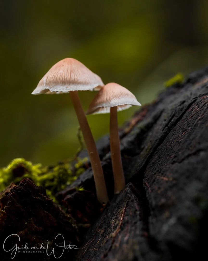 Maasduinen-Quin-Paddenstoel-Macro.jpg