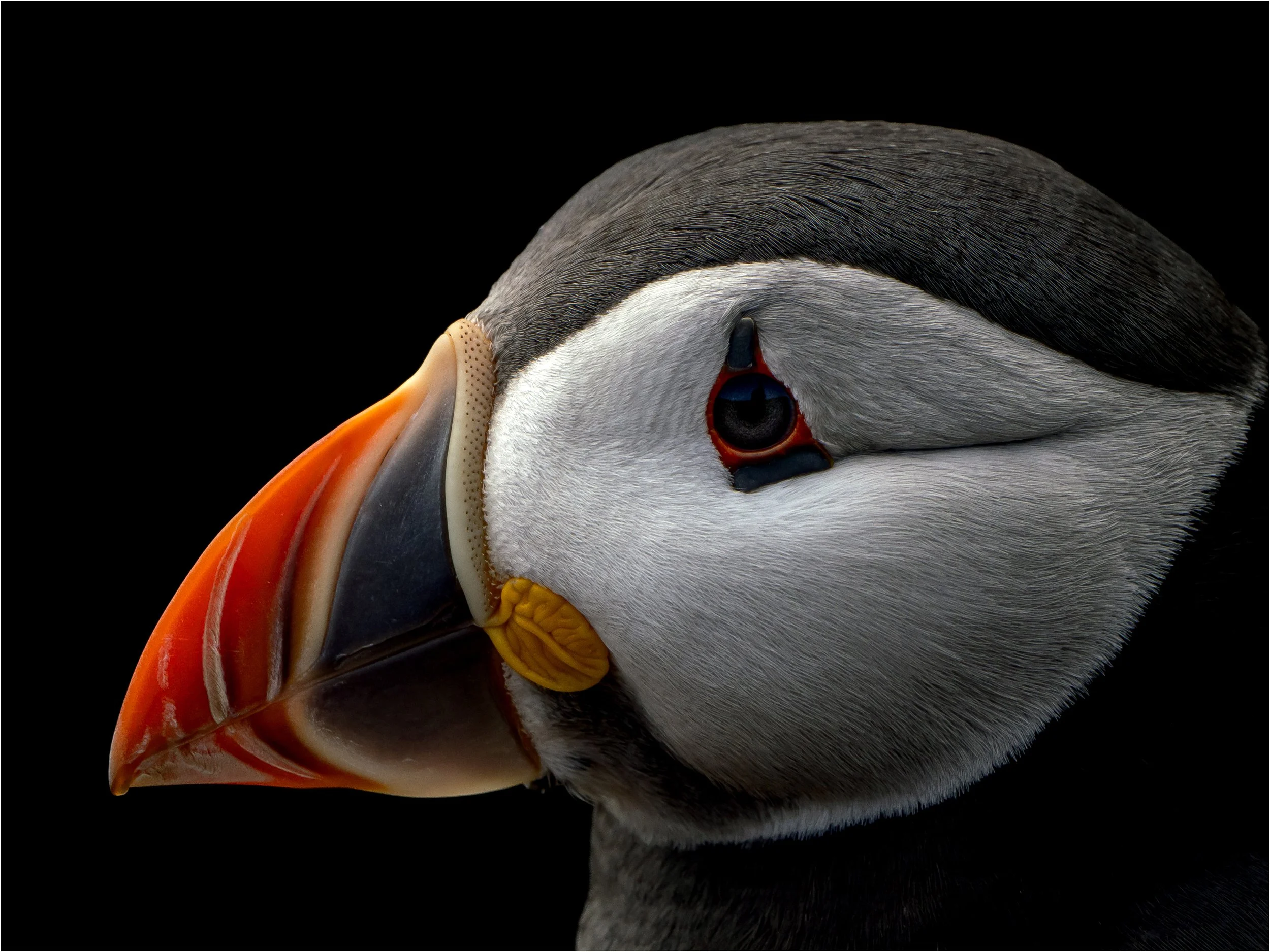 Dave Collins Atlantic+Puffin.jpg