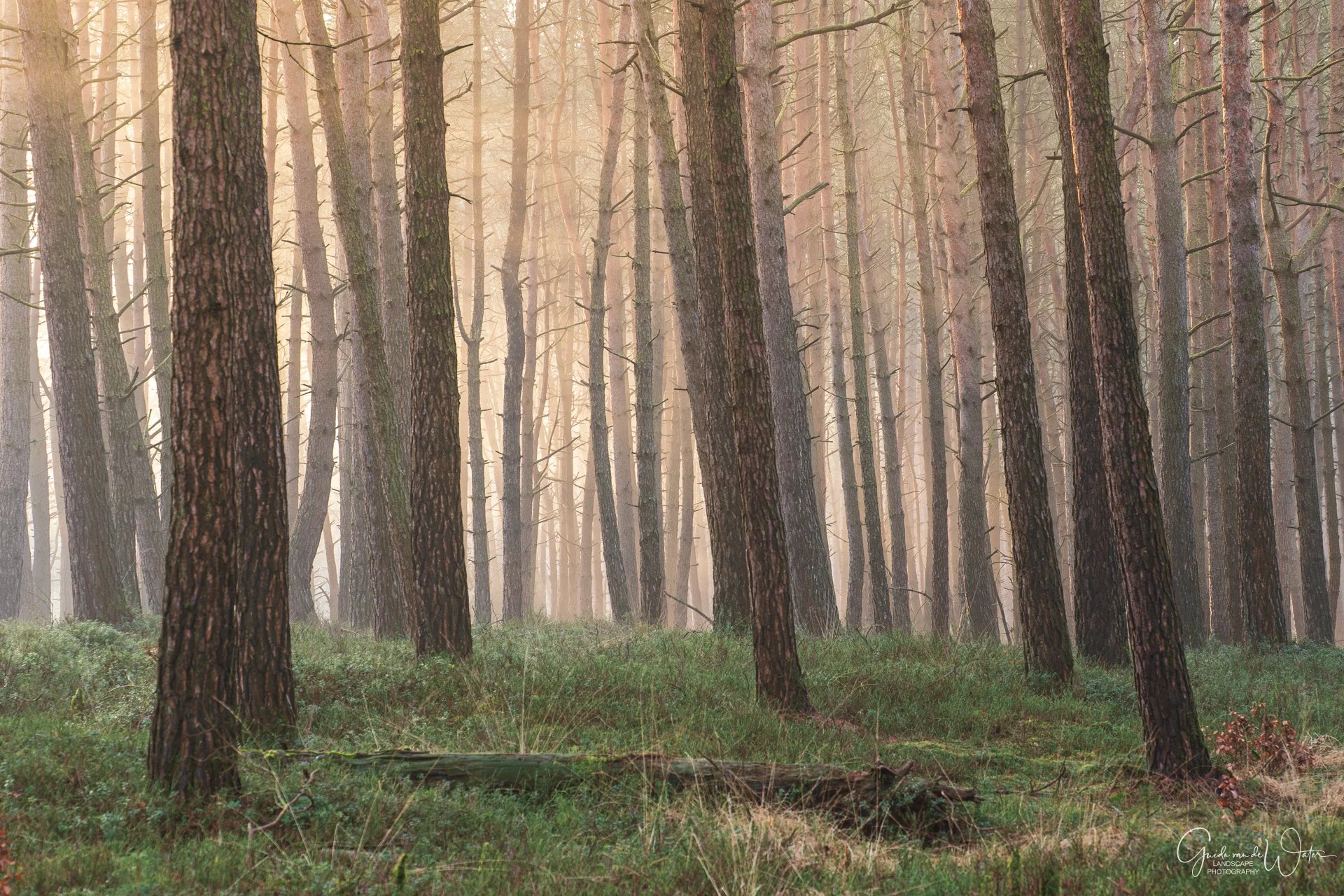 A forest scene with tall pine trees and green grass.