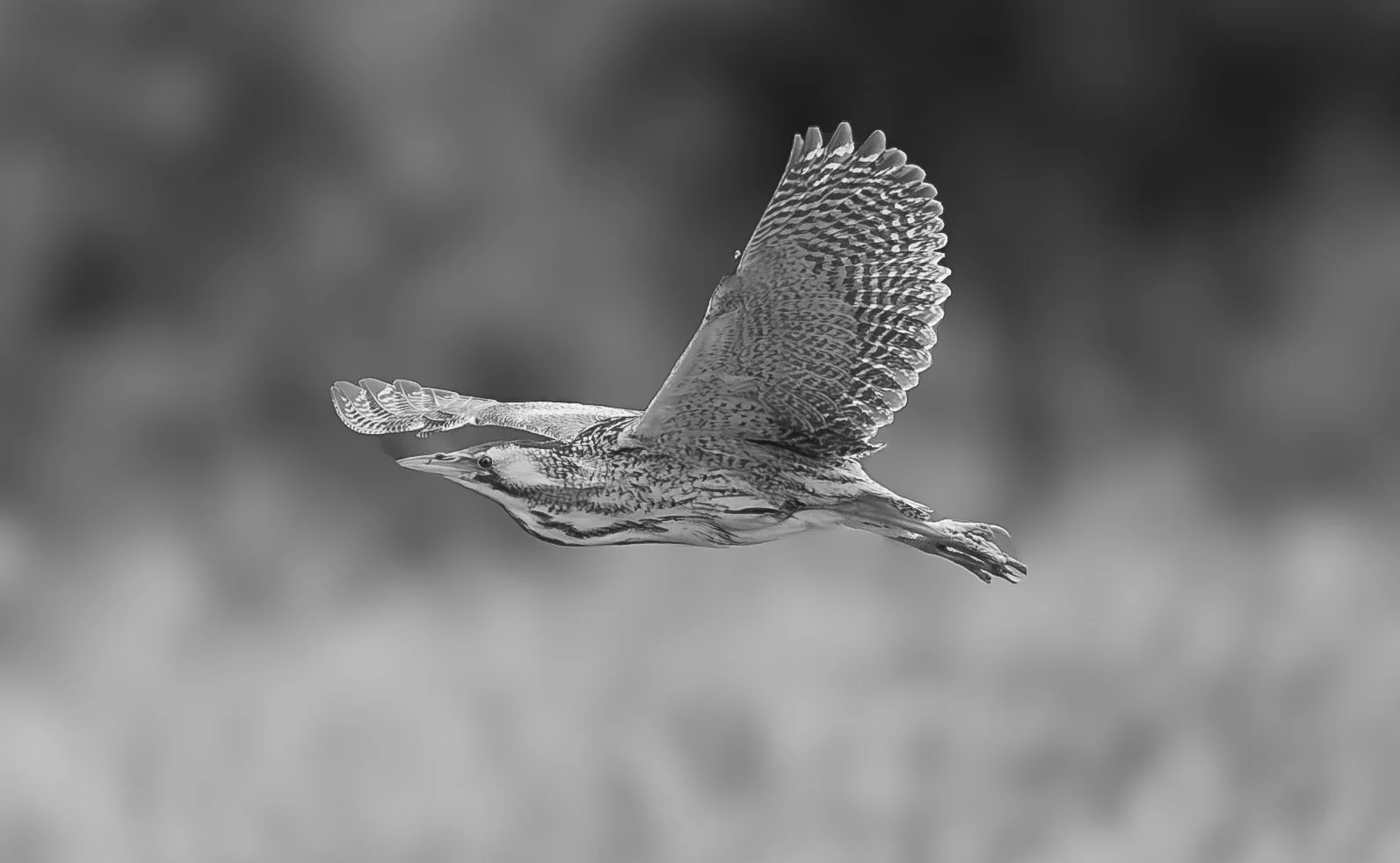 Martin Warne Bittern++Potteric+Carr+04072026-3.jpg