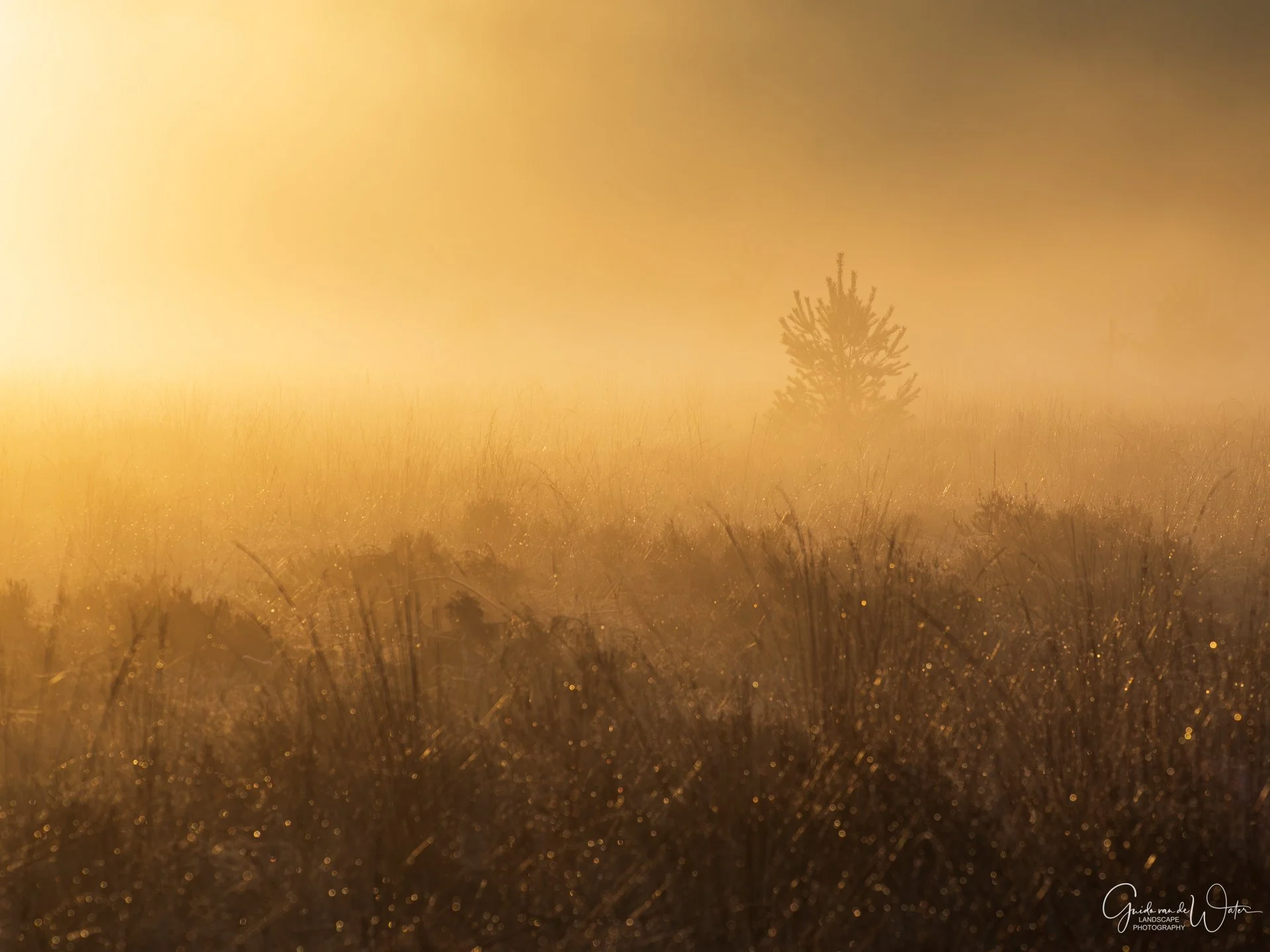 A golden field with a small tree in the distance, illuminated by sunlight, with dewdrops visible on the grass.