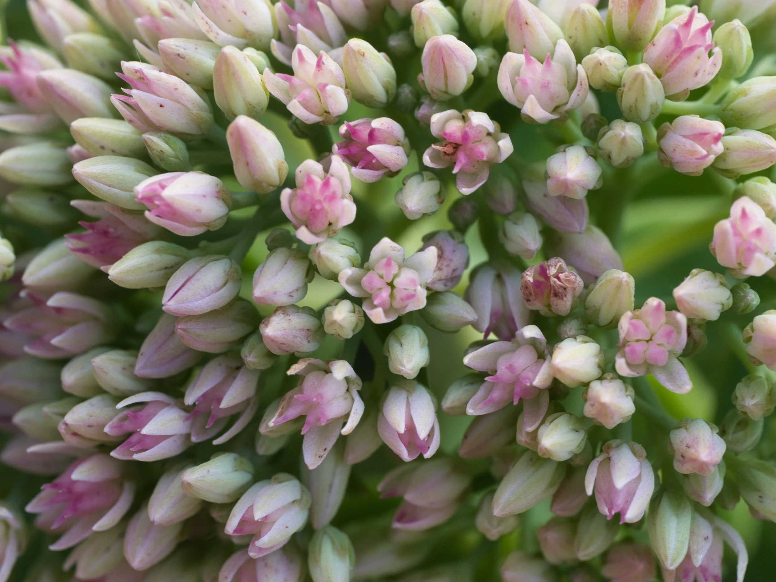 Brian Ross Small_Flower+Head.jpg