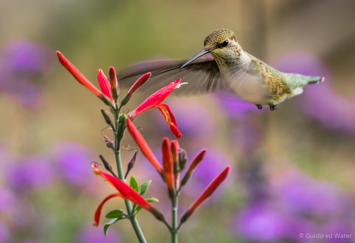 009 - Vliegende kolibri 2.jpg