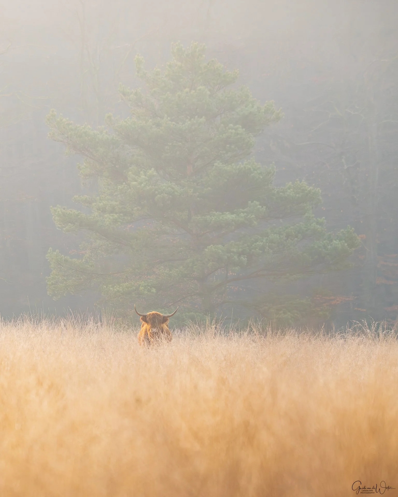 A cow lying in a field of tall, golden grass.