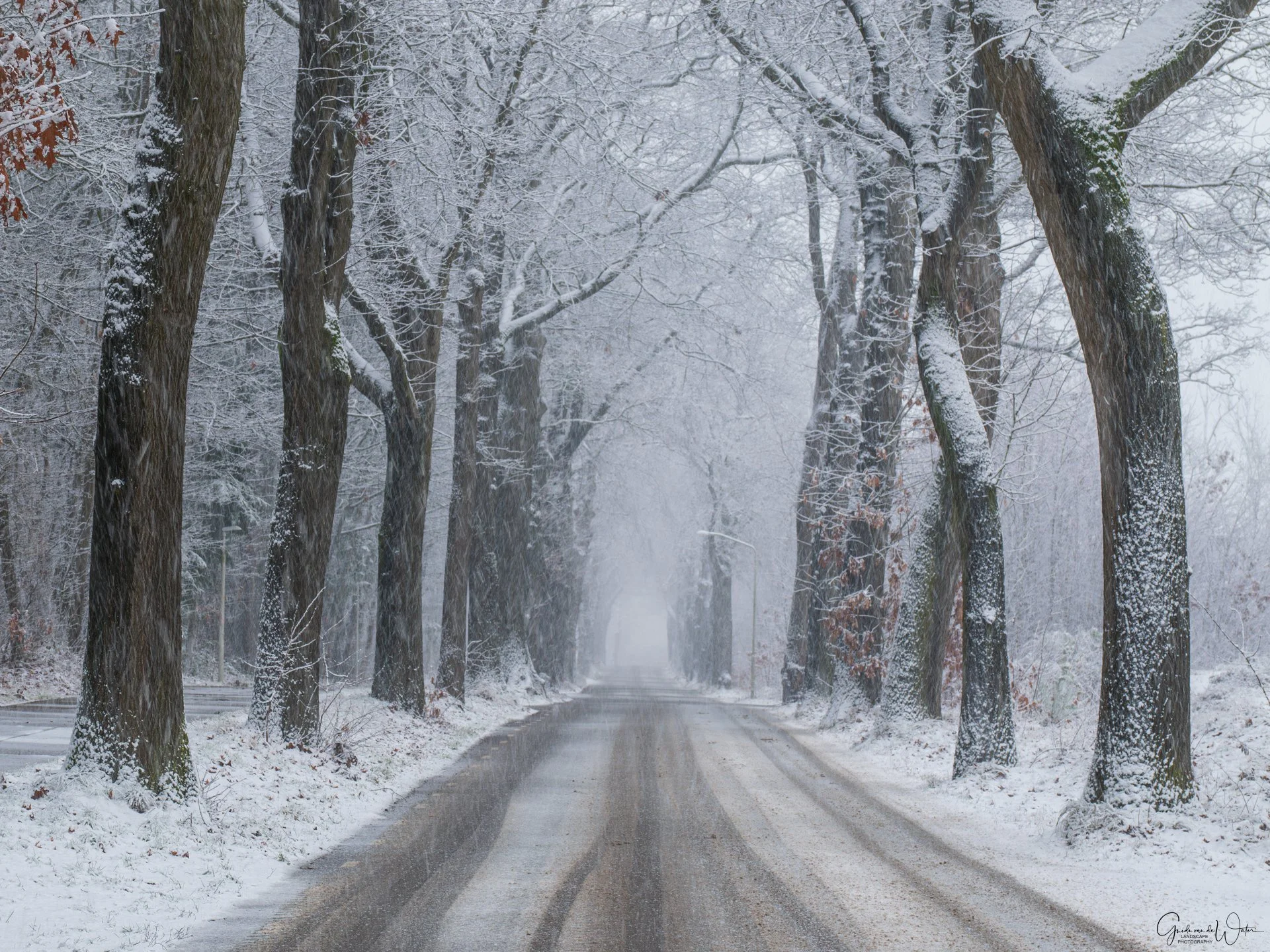 A snow-covered road lined with tall, leafless trees on either side, fading into the foggy distance.