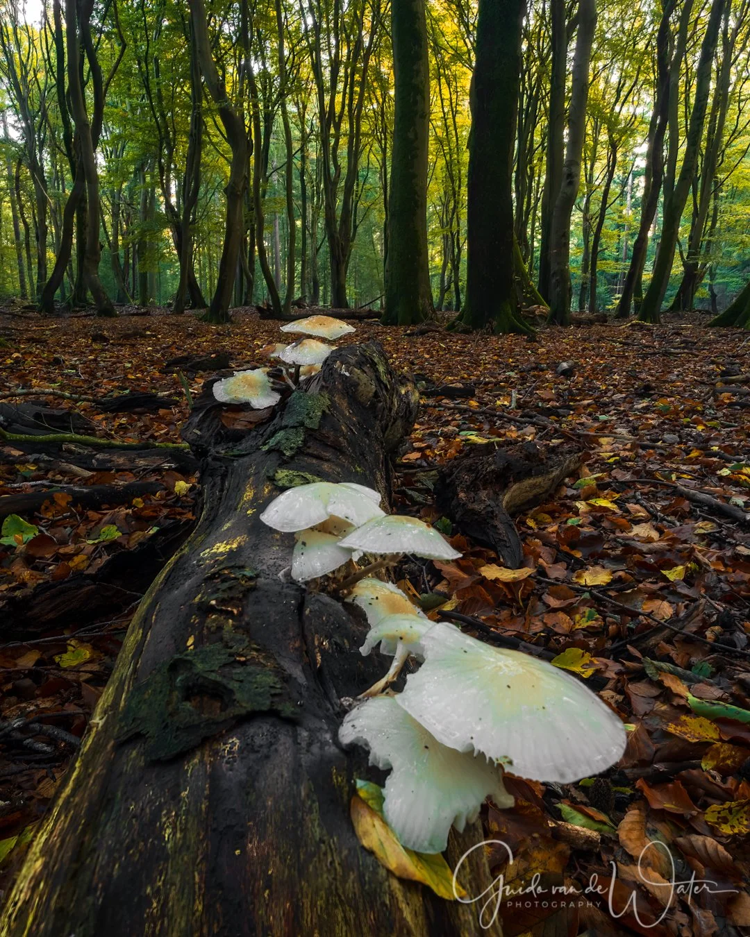 _GGW8595-HDR-bewerkt-KL.jpg
