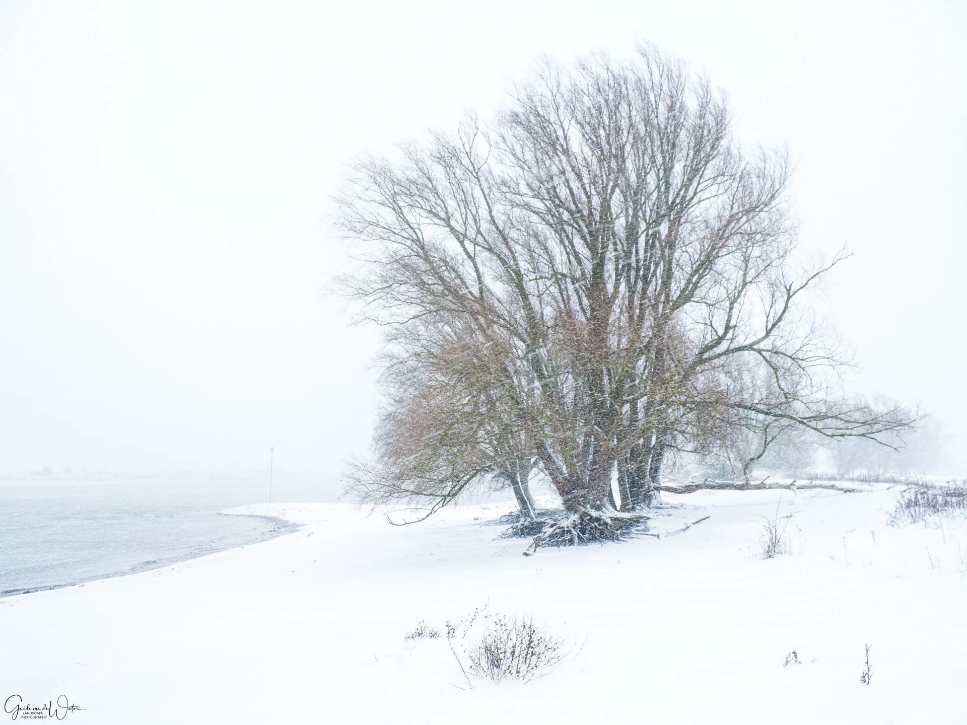 A leafless tree on a snowy landscape near a body of water in a winter setting.