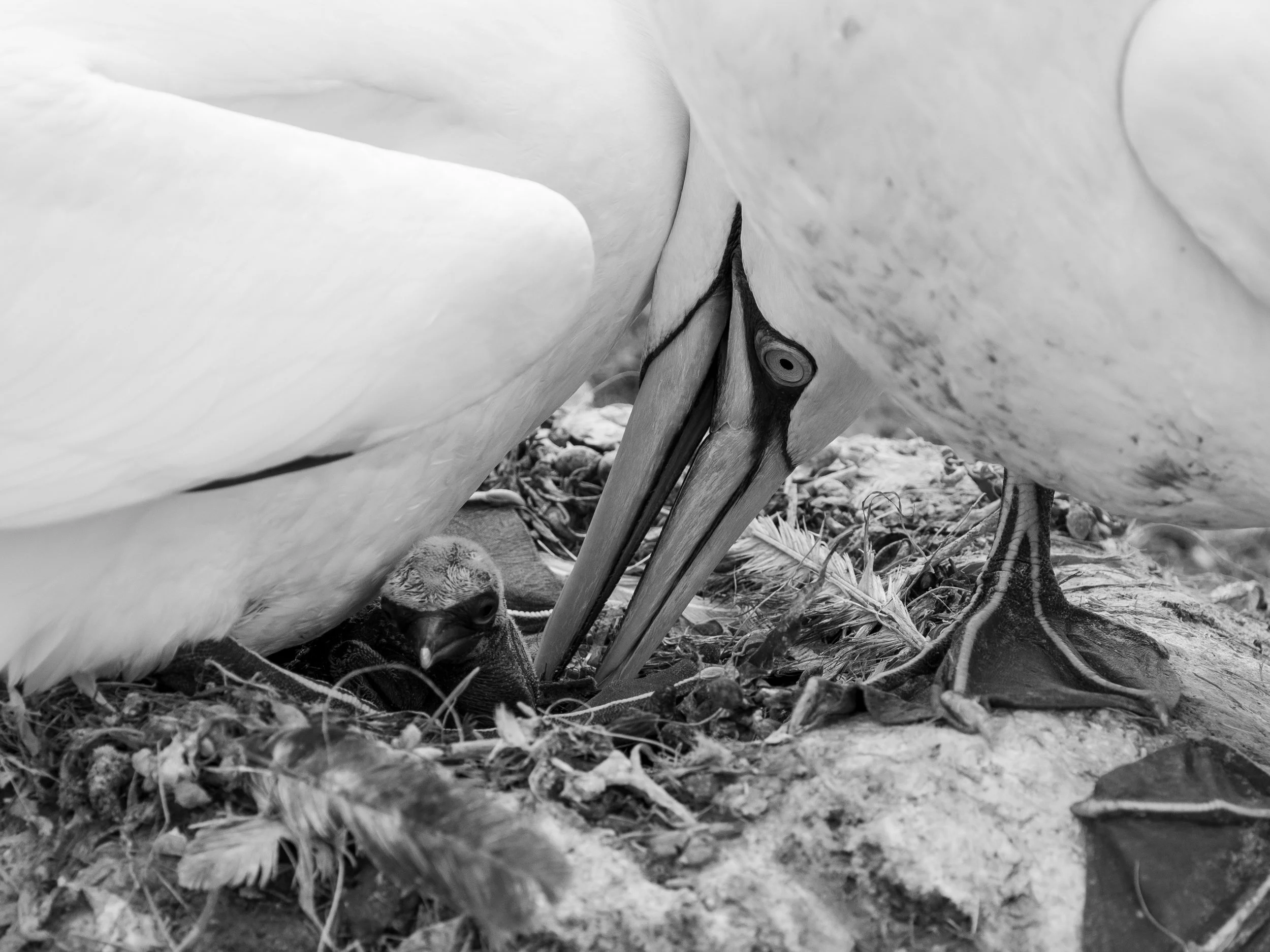 Rolf Allemann 260602_Helgoland_Basstölpel_mit_Küken.jpg