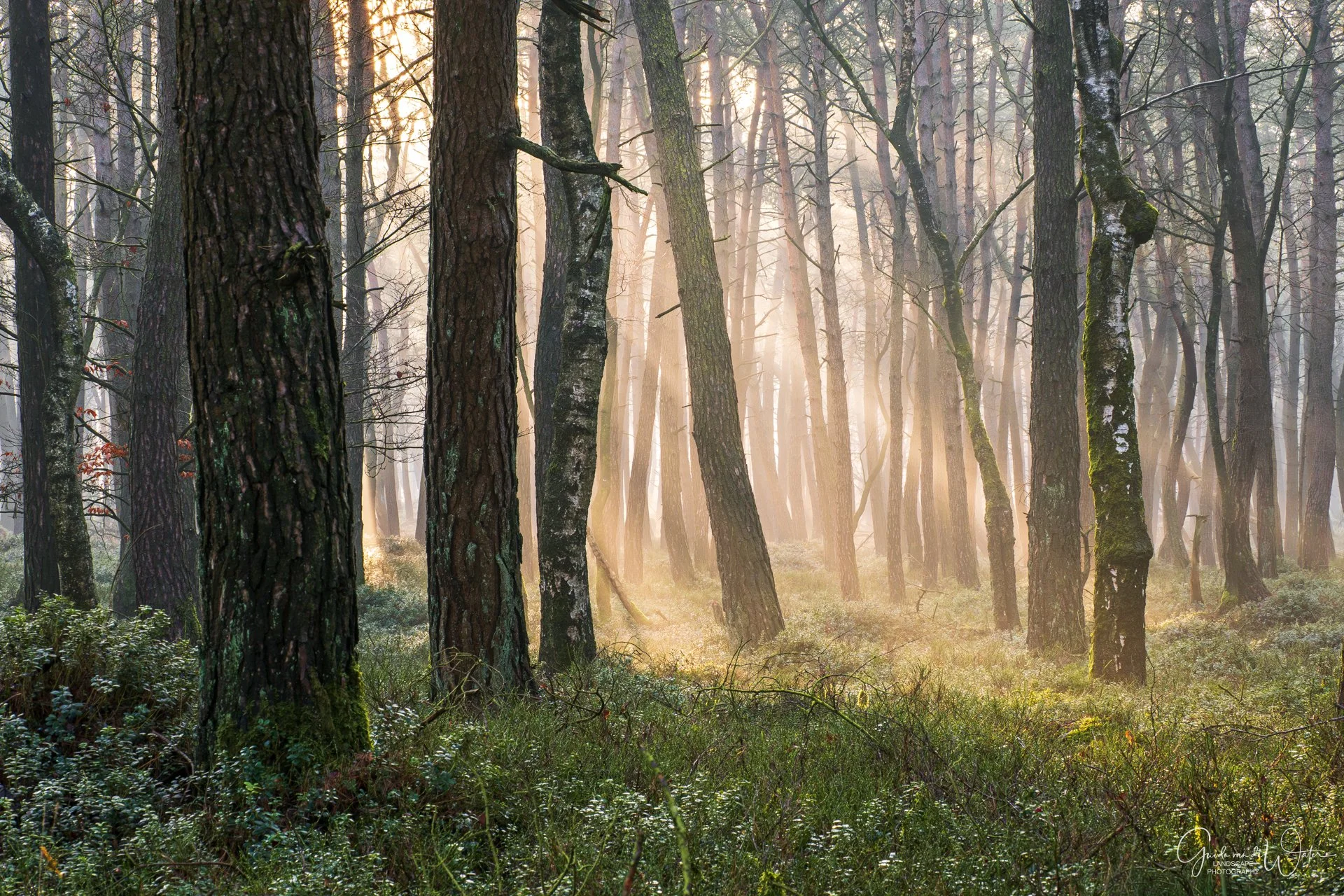 Sunlight filtering through a dense forest of tall trees.