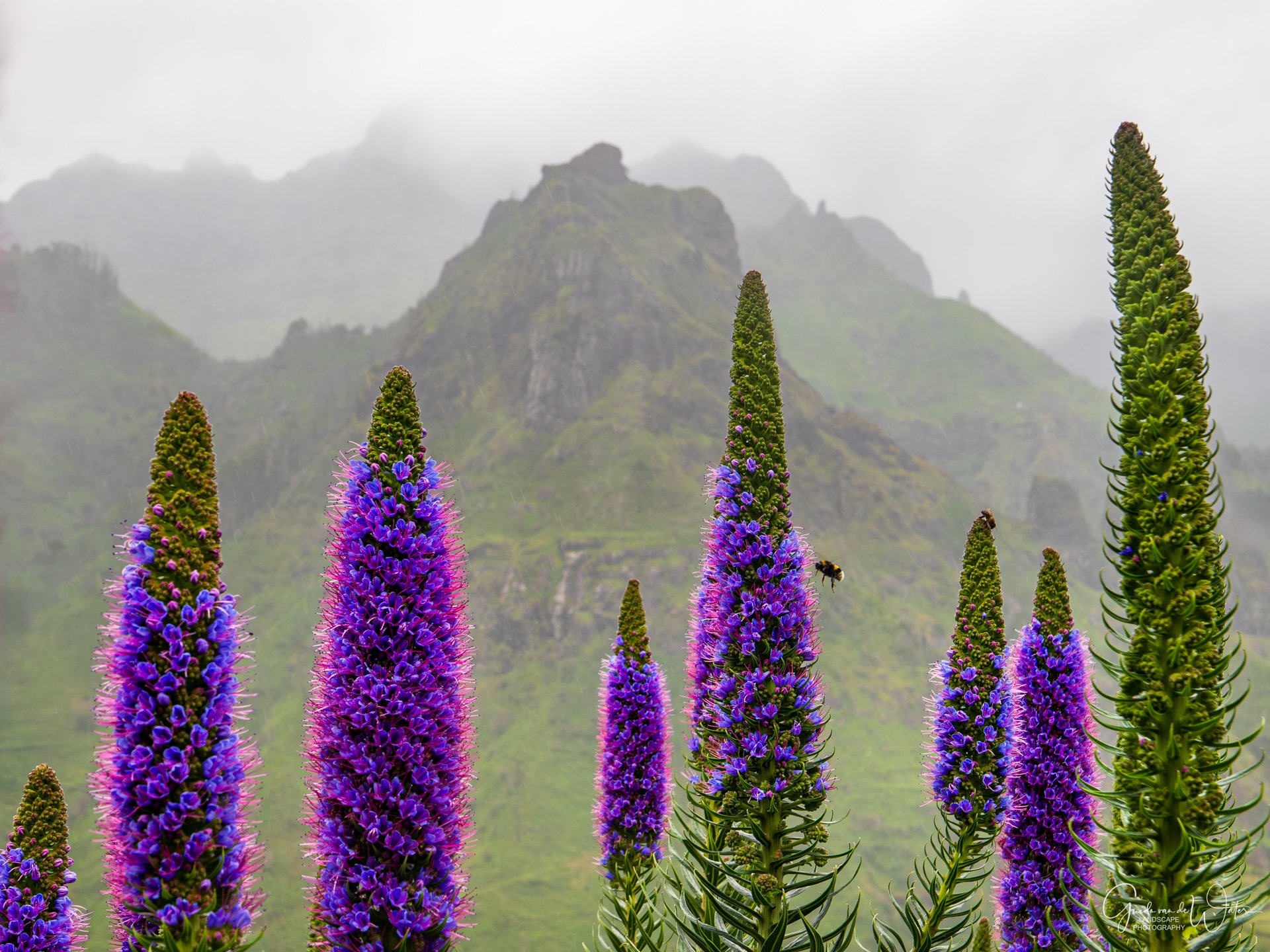 P1010932-bewerkt260515-KL.jpg