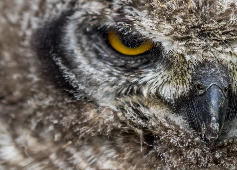 052 - Uil closeup.jpg